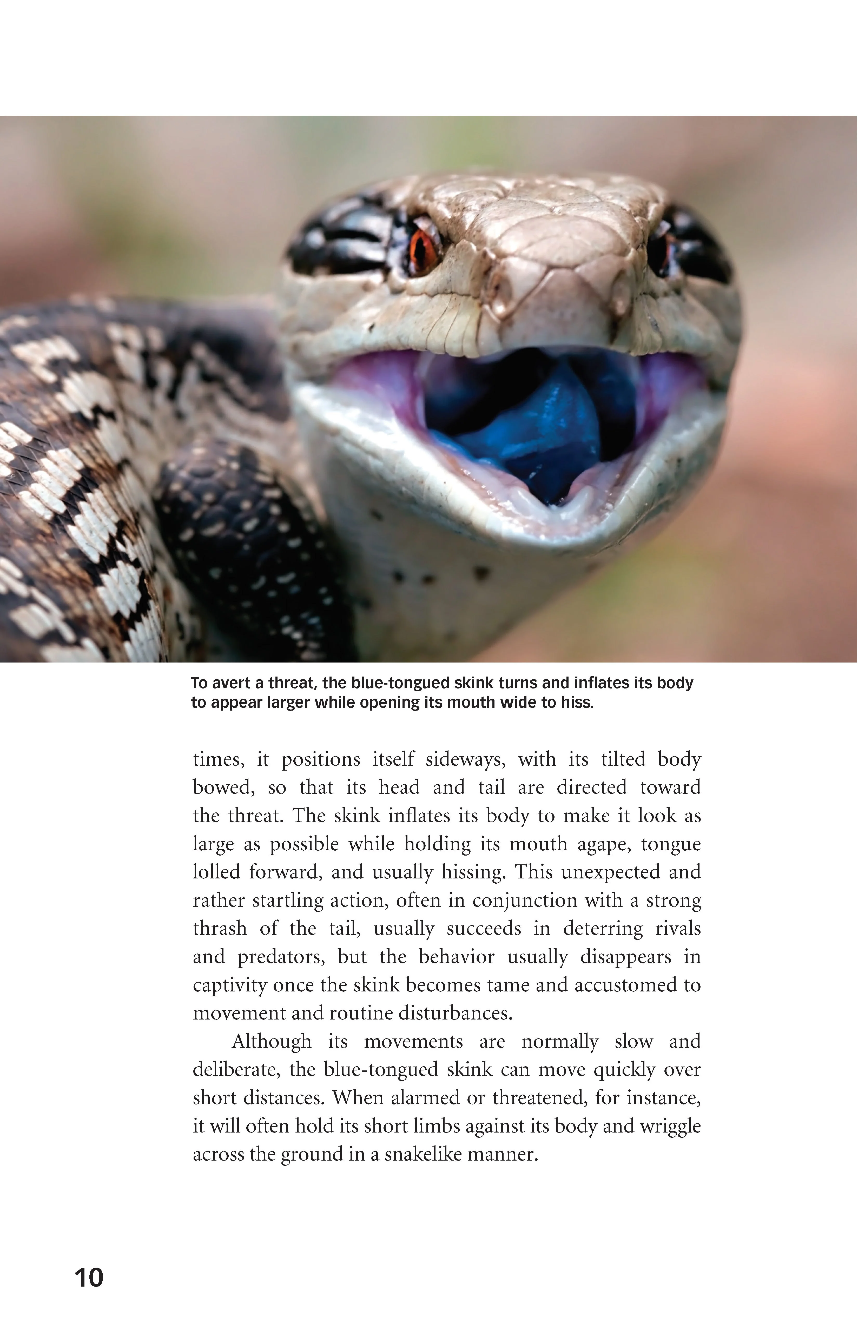 Blue-Tongued Skinks - Image 6