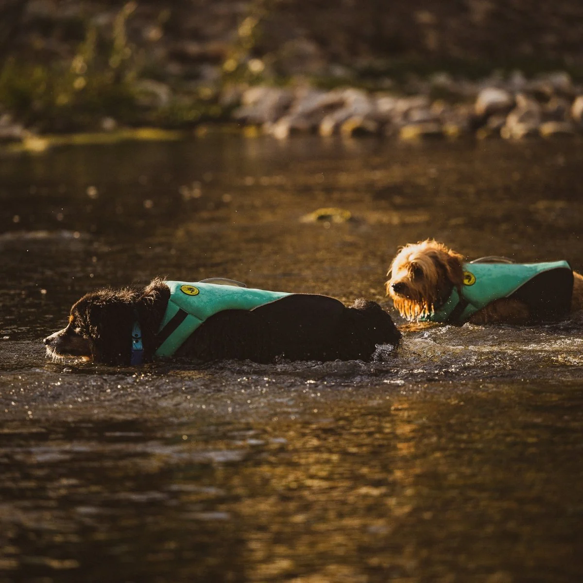 Body Glove Neoprene Pet Life Jacket - Image 14