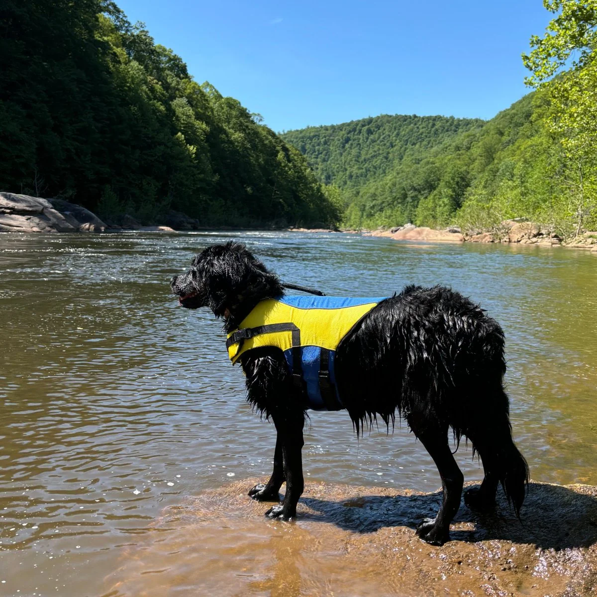 Body Glove Ripstop Pet Life Jacket - Image 2