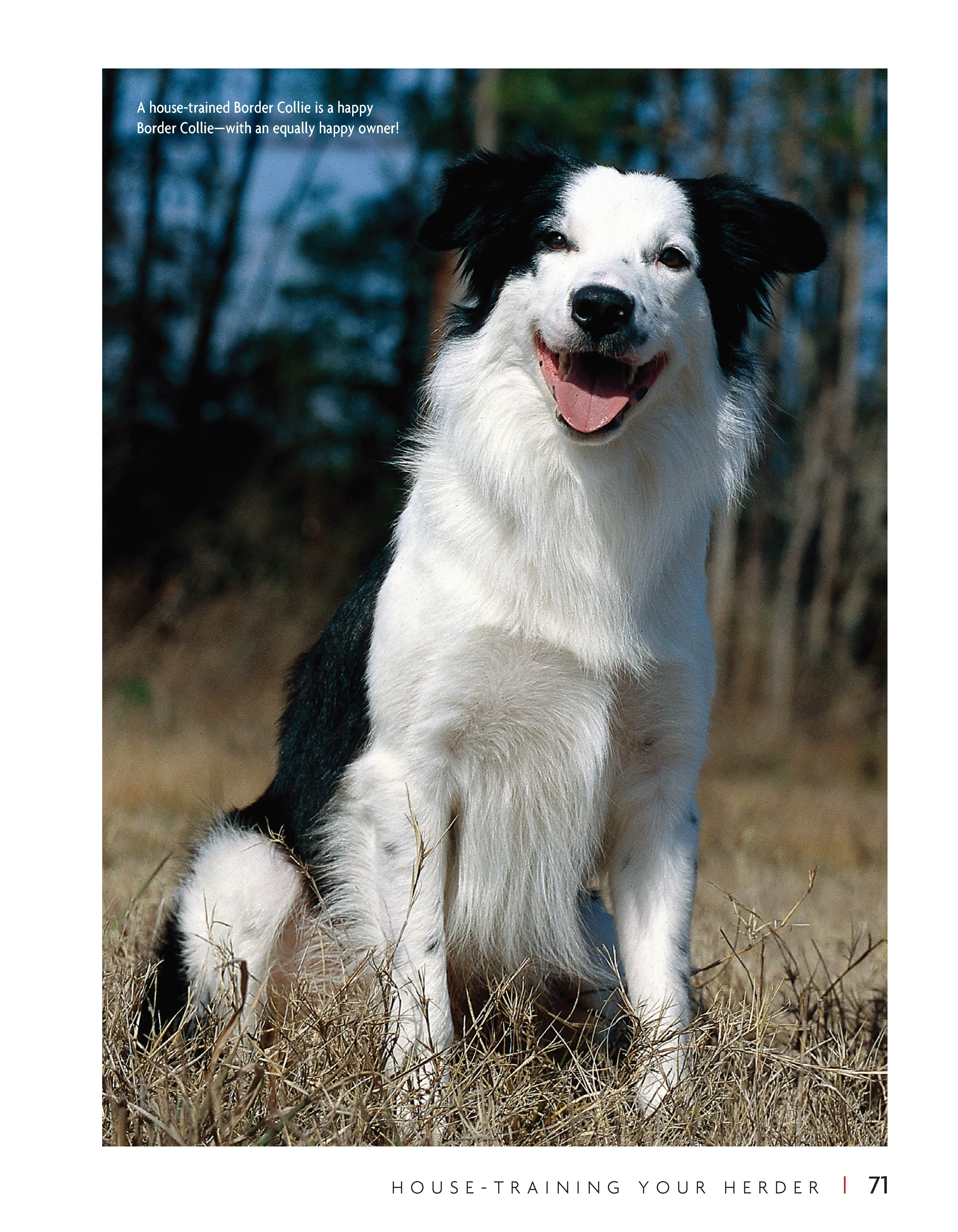 Border Collie | Hardback - Image 6