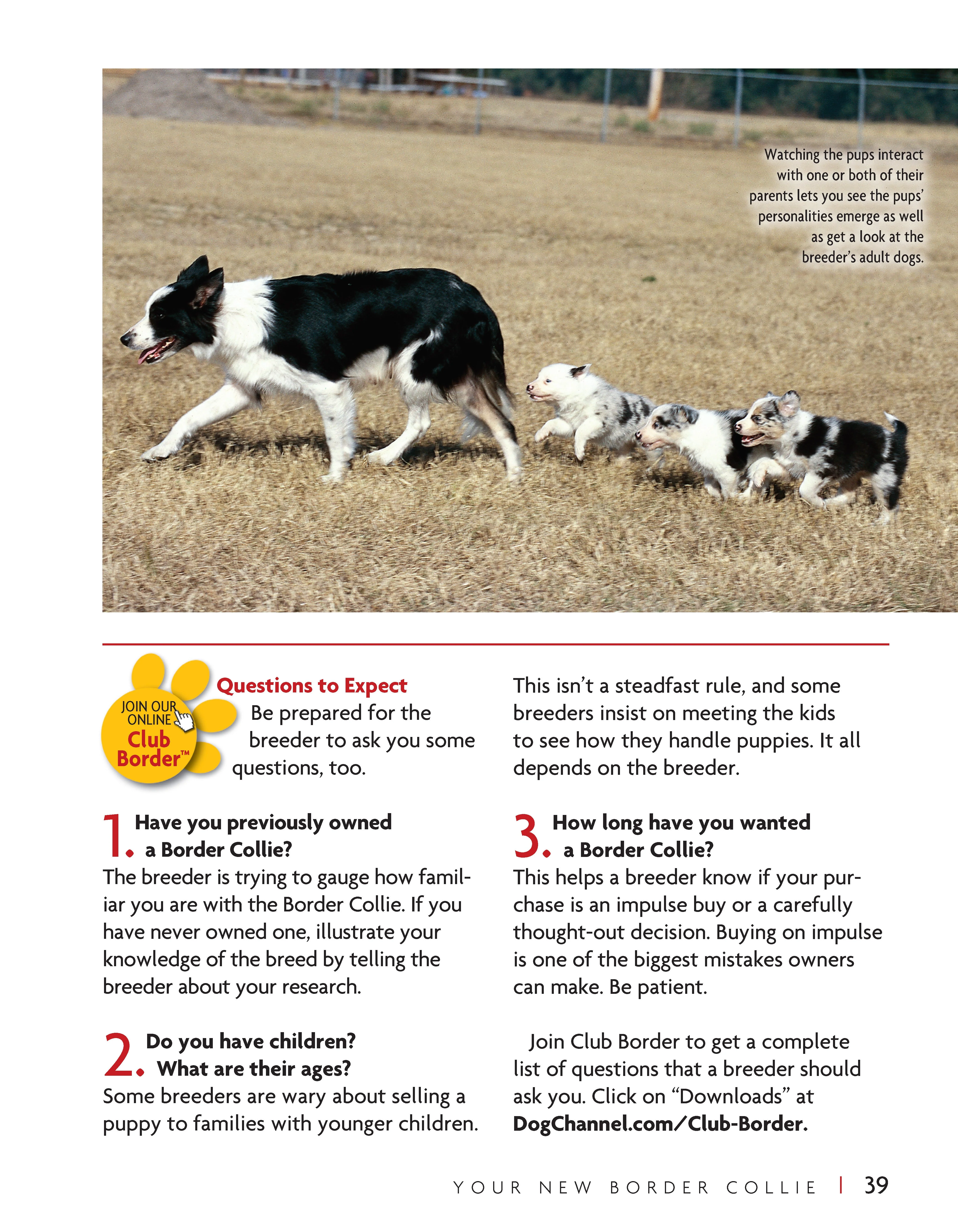 Border Collie | Paperback - Image 3