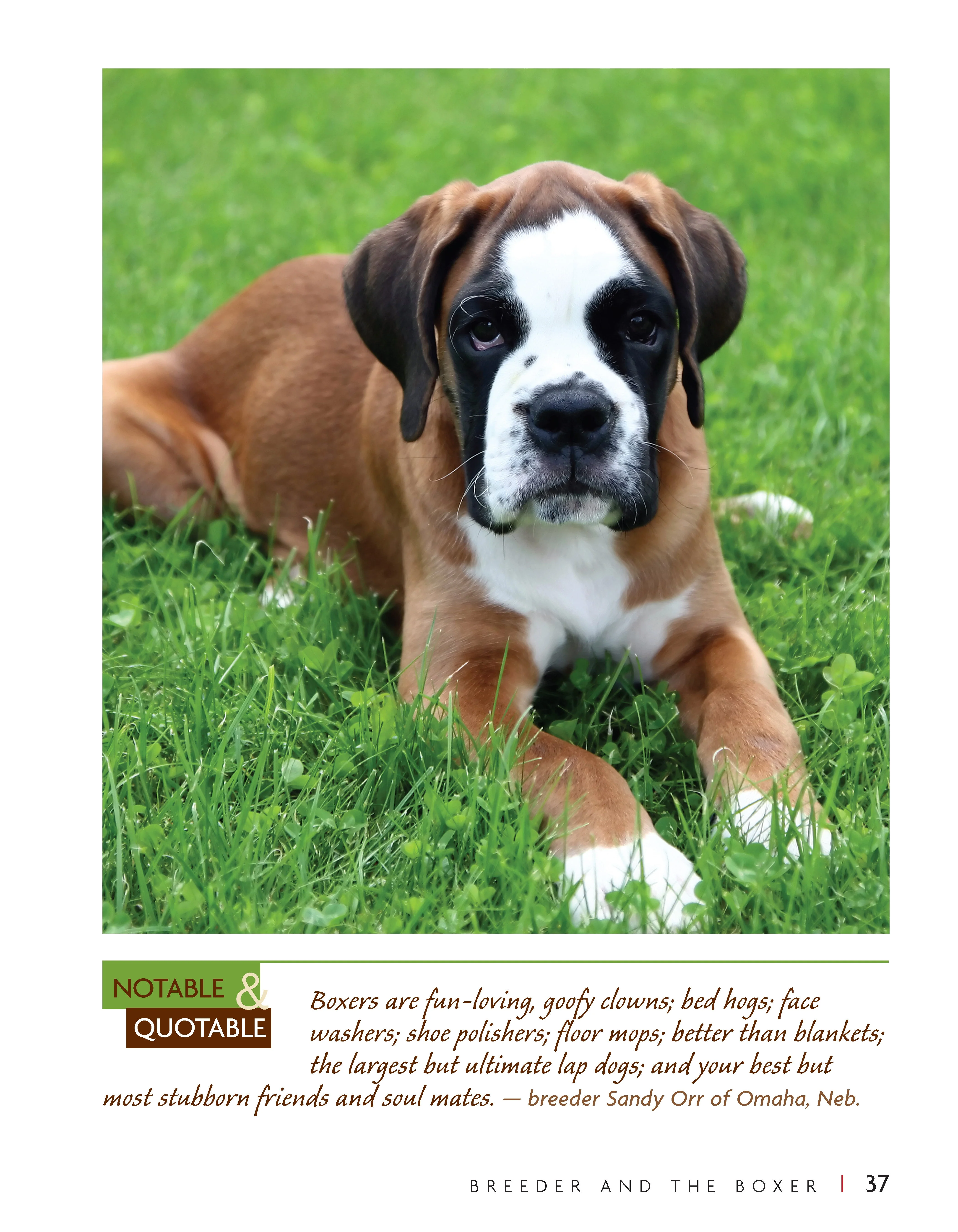 Boxer - Image 2