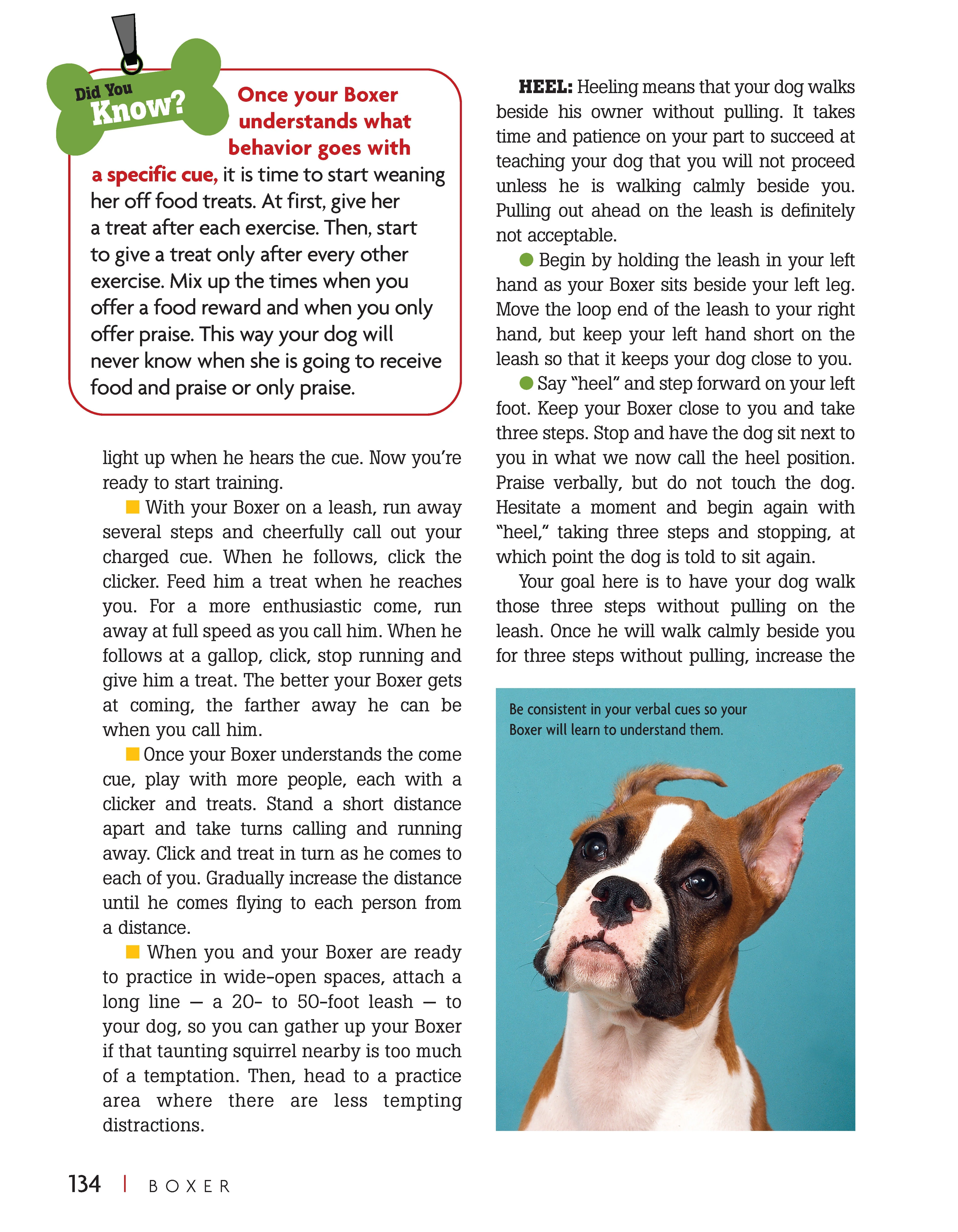 Boxer - Image 5
