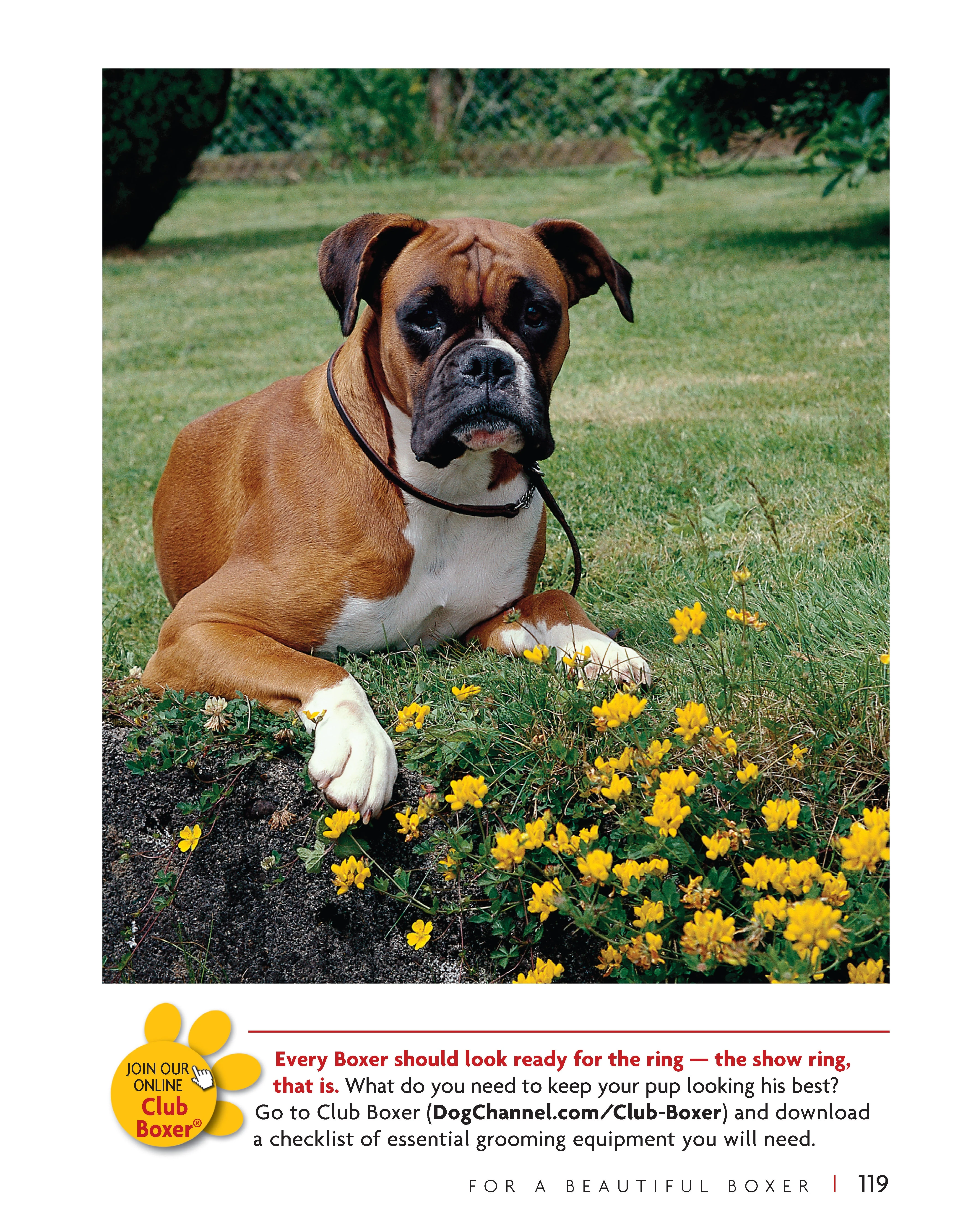 Boxer - Image 6