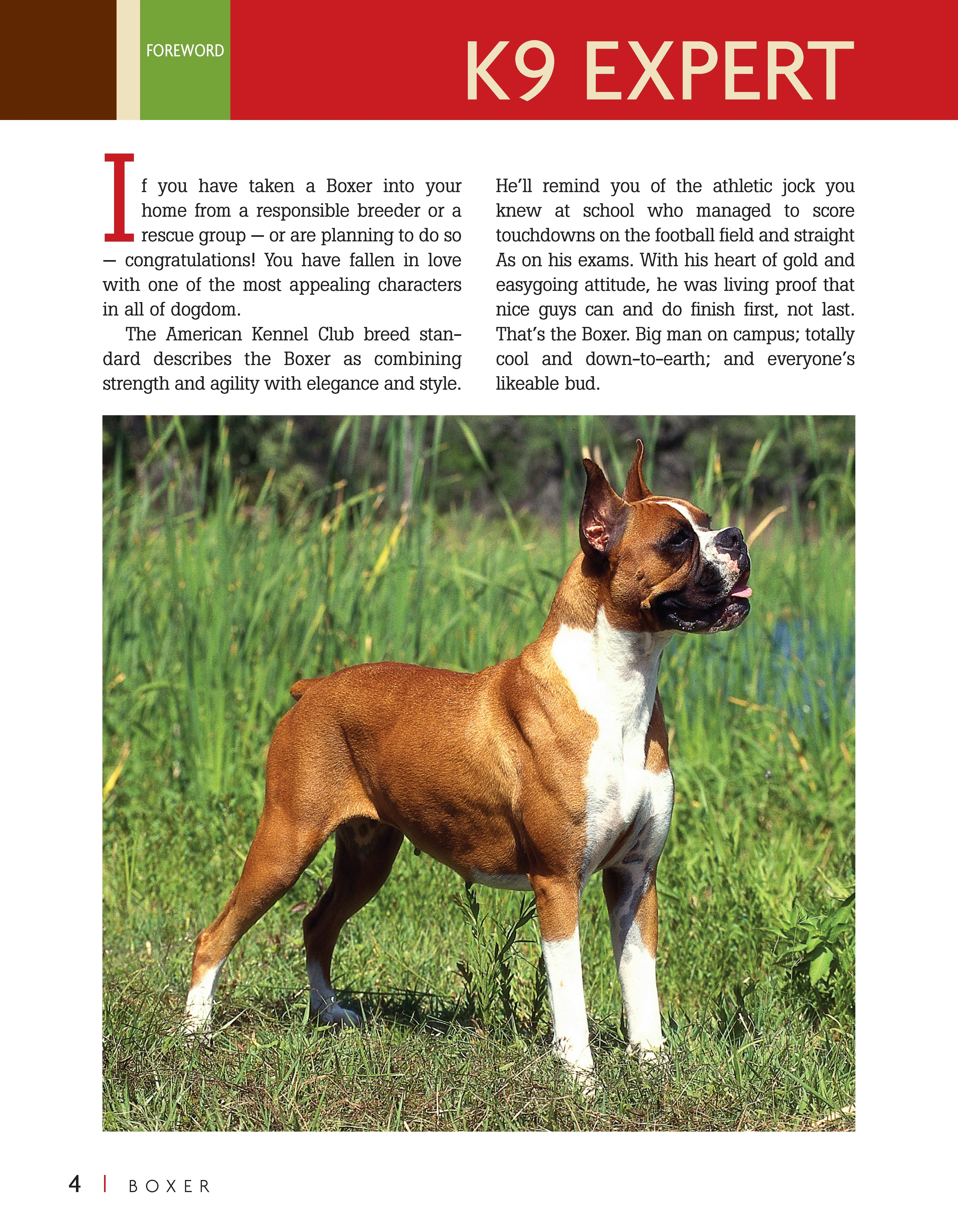 Boxer - Image 7