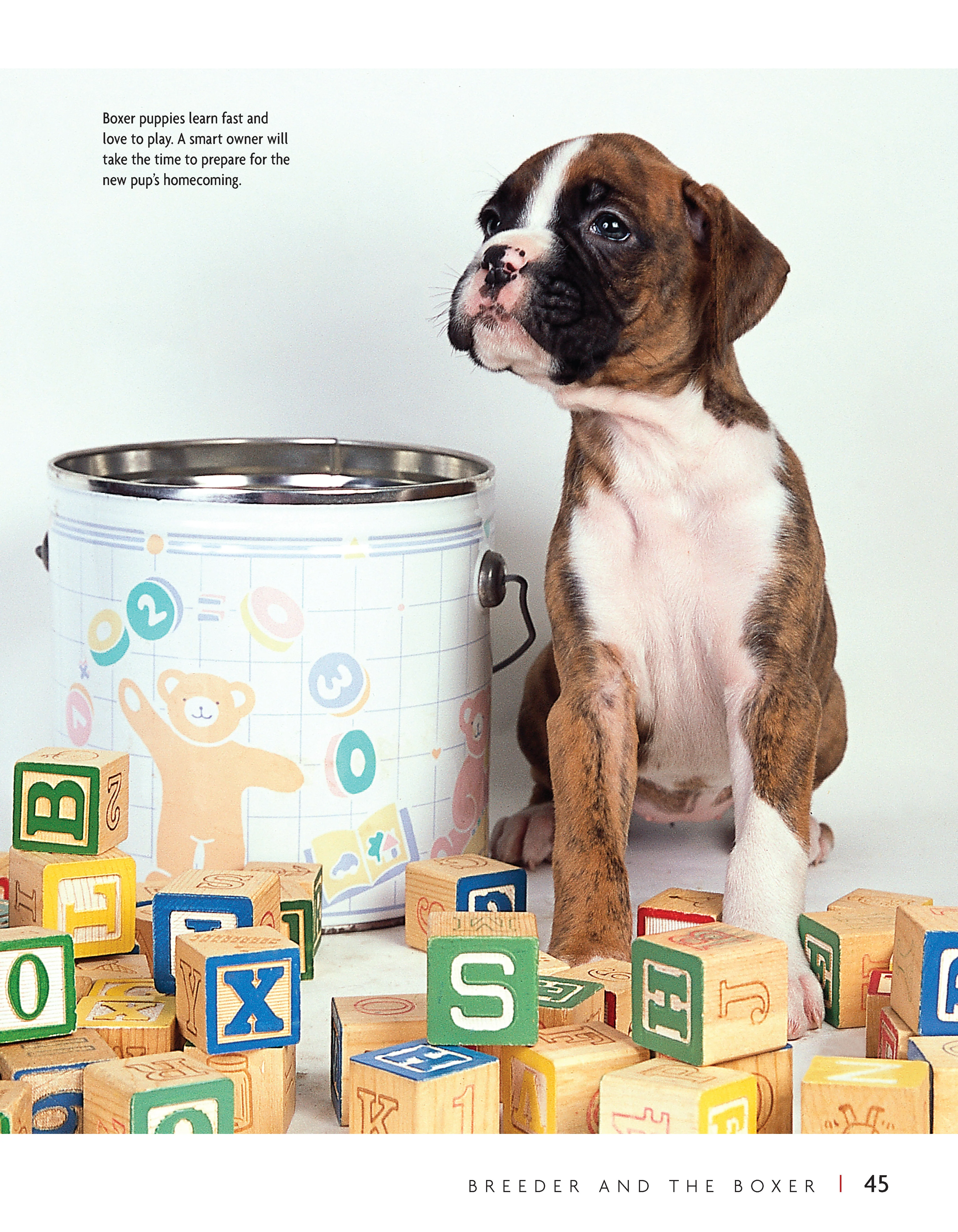 Boxer - Image 9