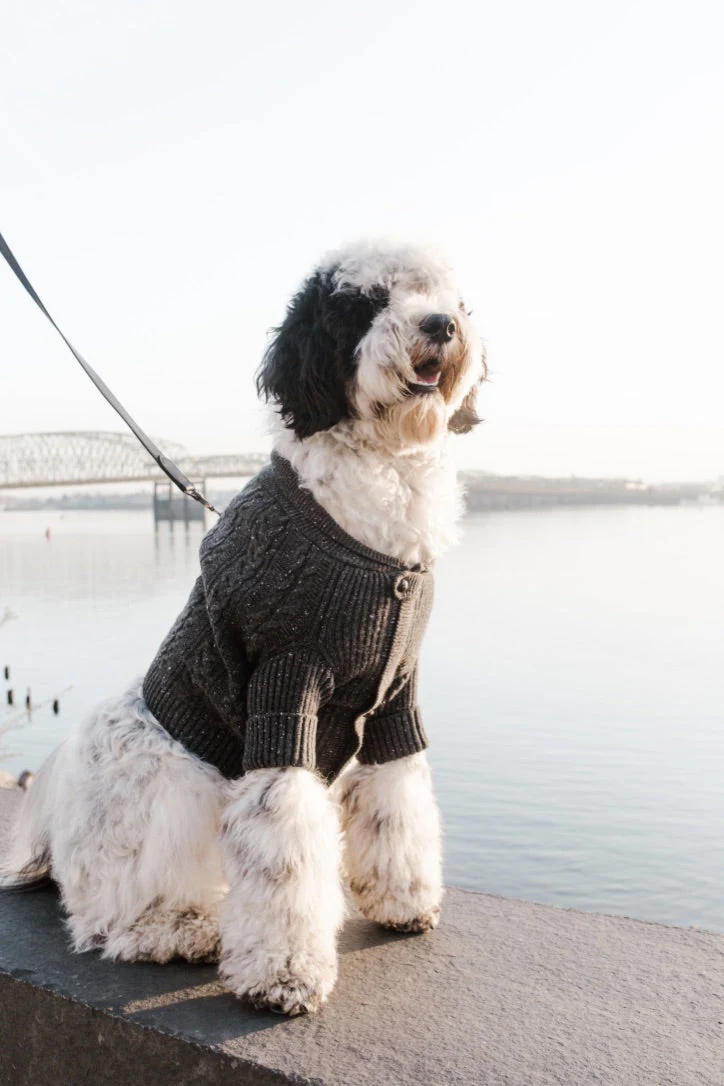 BESPOKE PAWS Brooklyn Cashmere Cardigan, Charcoal - Leather Warm Cozy Comfort Sweaters - Image 4