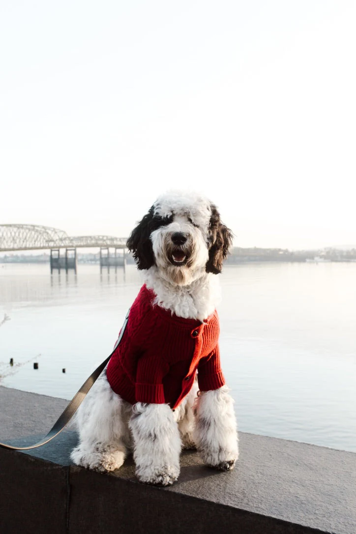 BESPOKE PAWS Brooklyn Cashmere Cardigan, Garnet - Leather Warm Winter Cozy Sweaters - Image 4