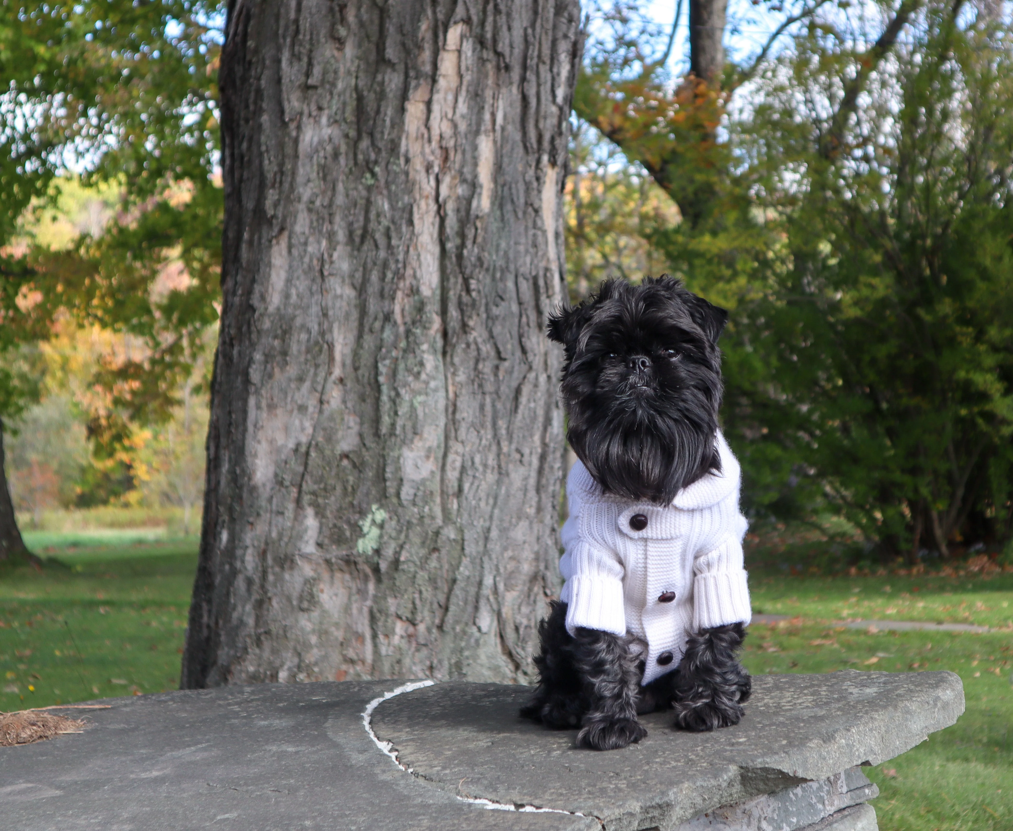 BESPOKE PAWS Brooklyn Cashmere Cardigan - NYC Designer Original Sweaters - Image 4