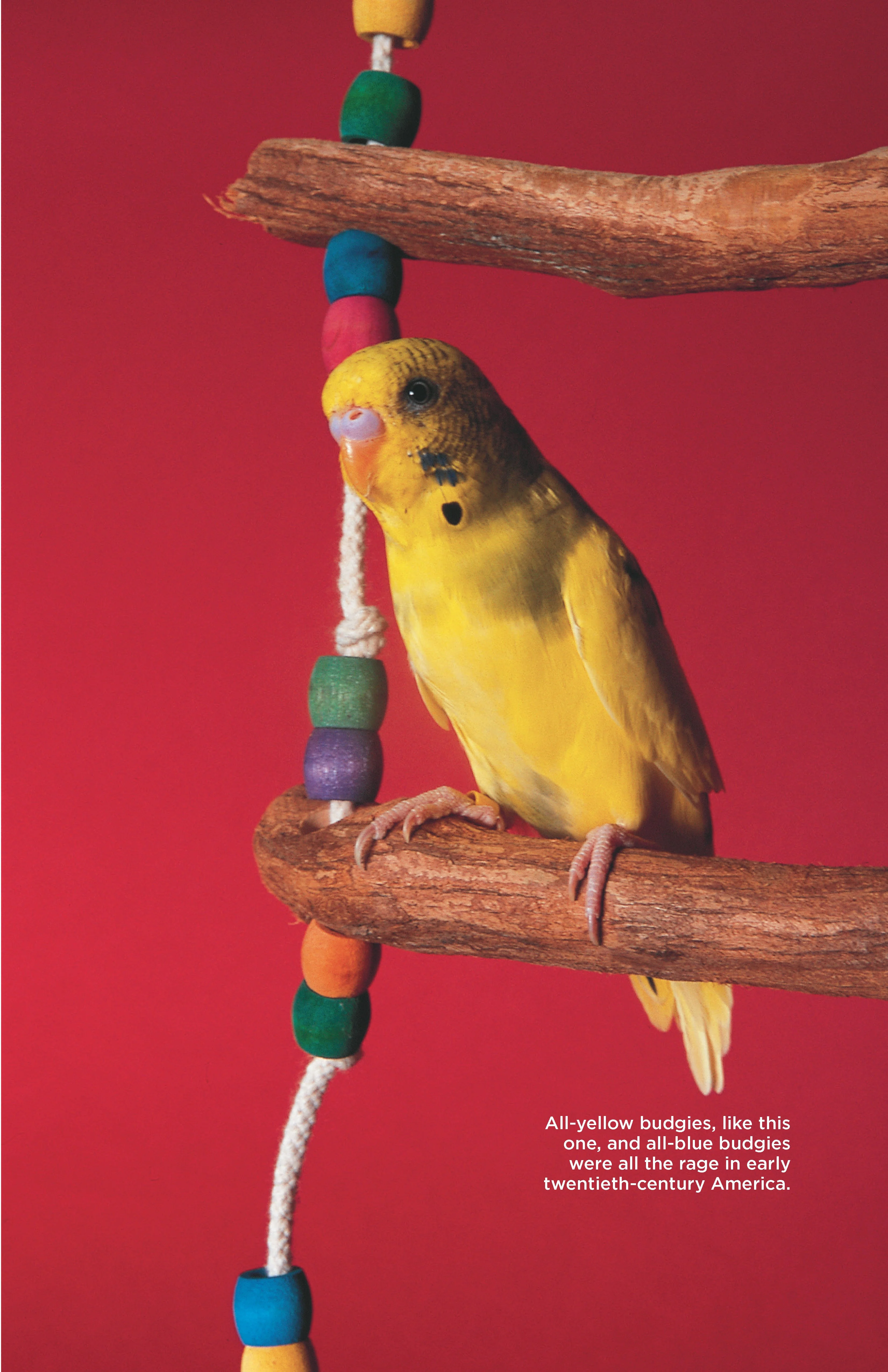 Budgies - Image 6