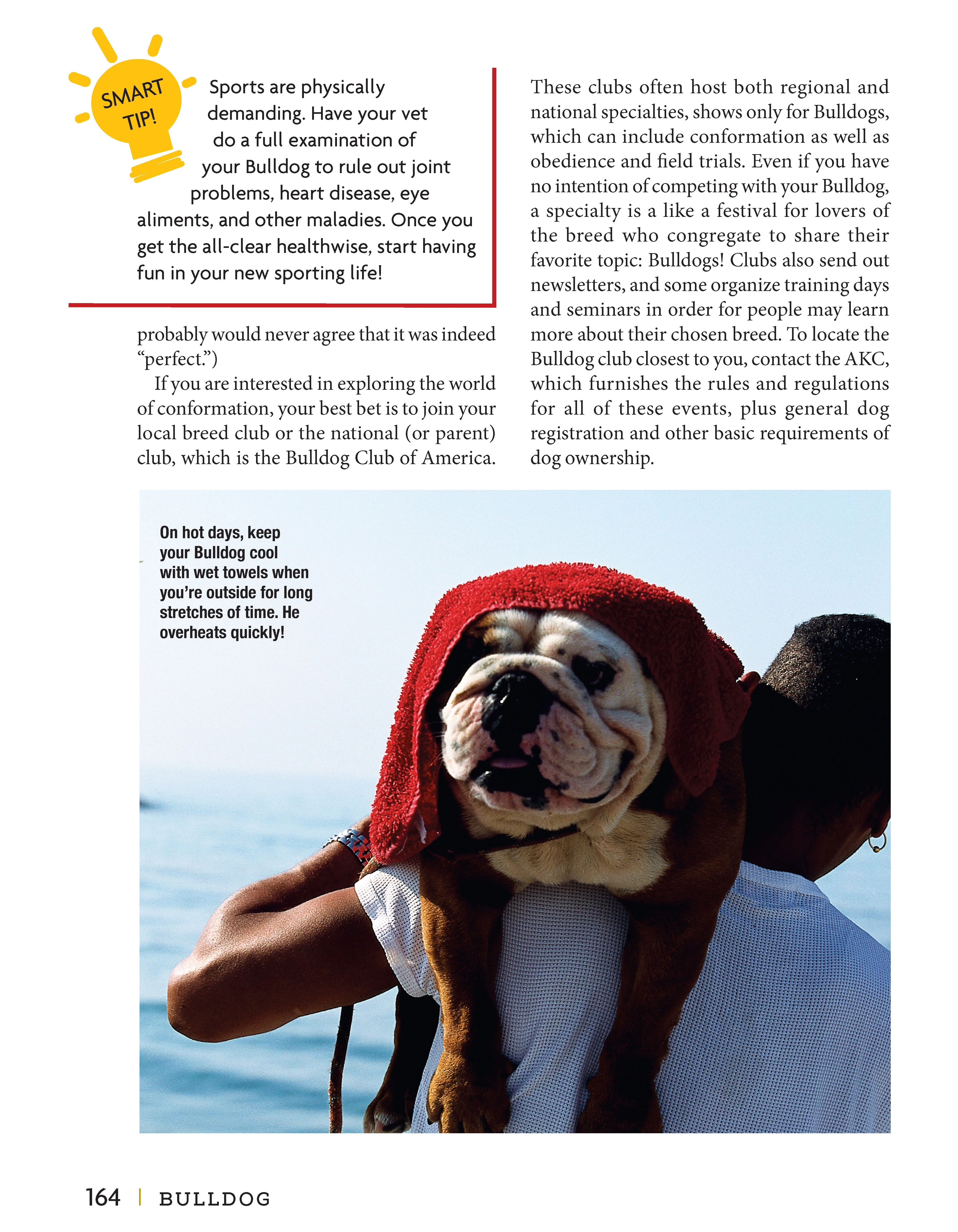 Bulldog - Image 4