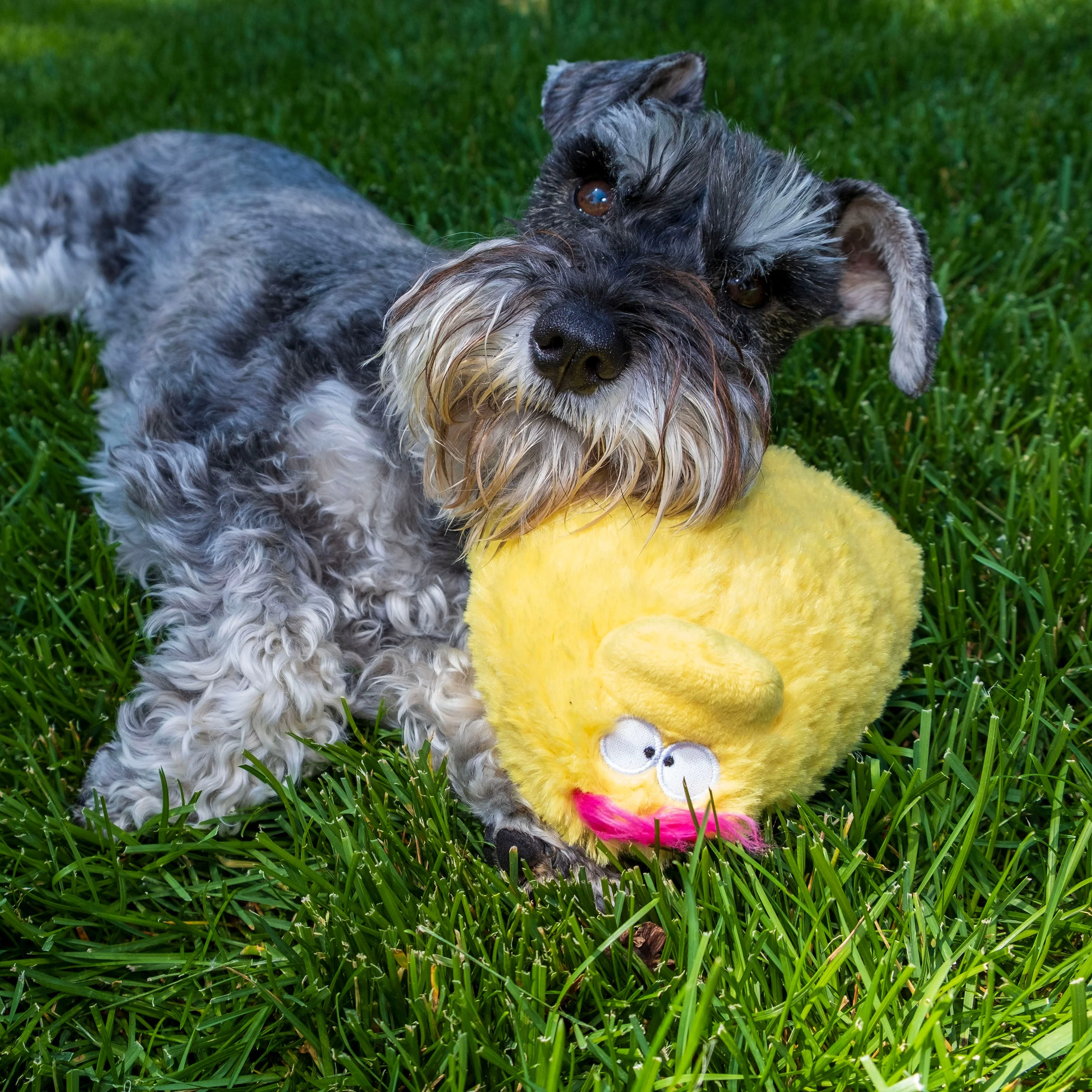 Bundle -  Quacker Jack (Small Duck) - Image 10