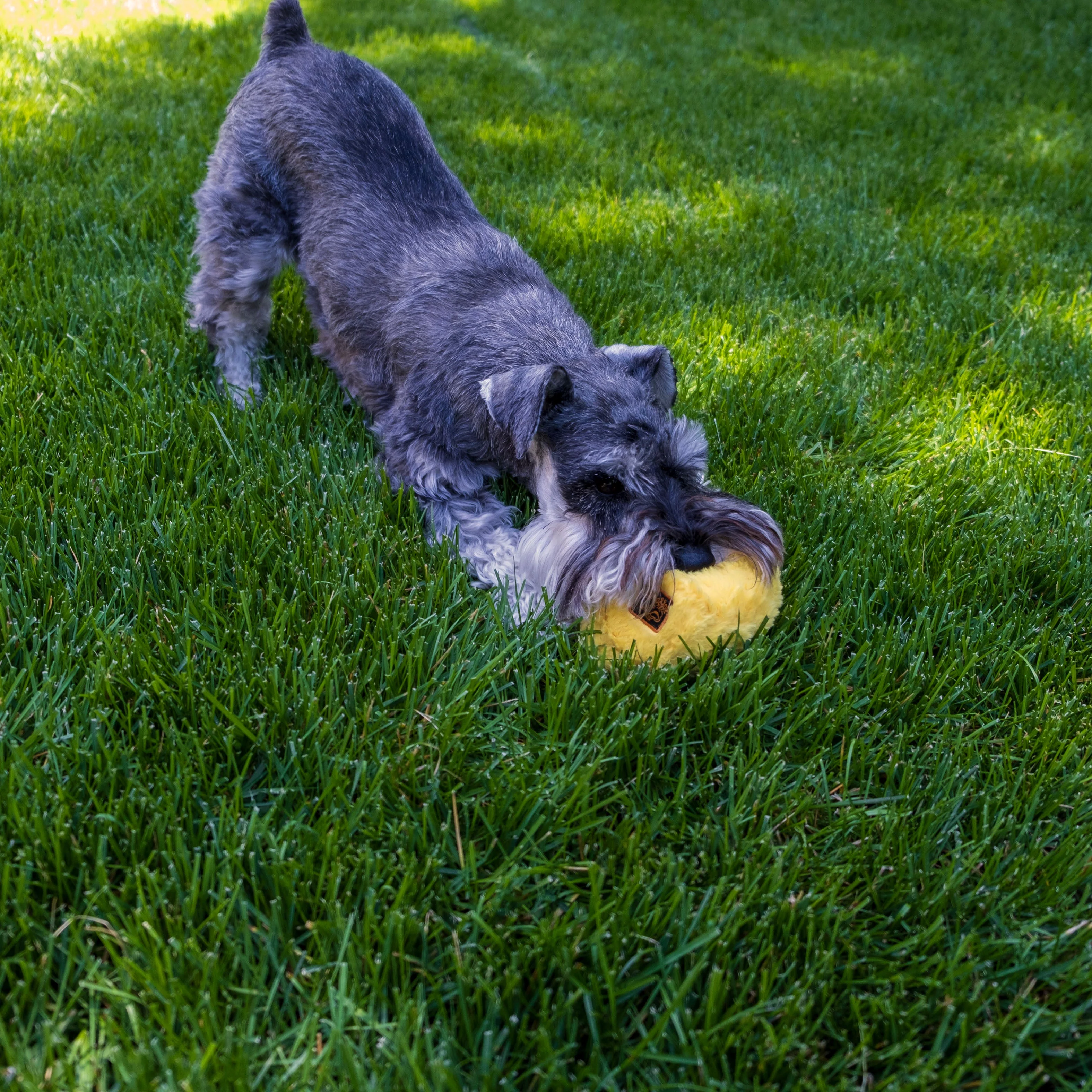 Bundle -  Quacker Jack (Small Duck) - Image 11