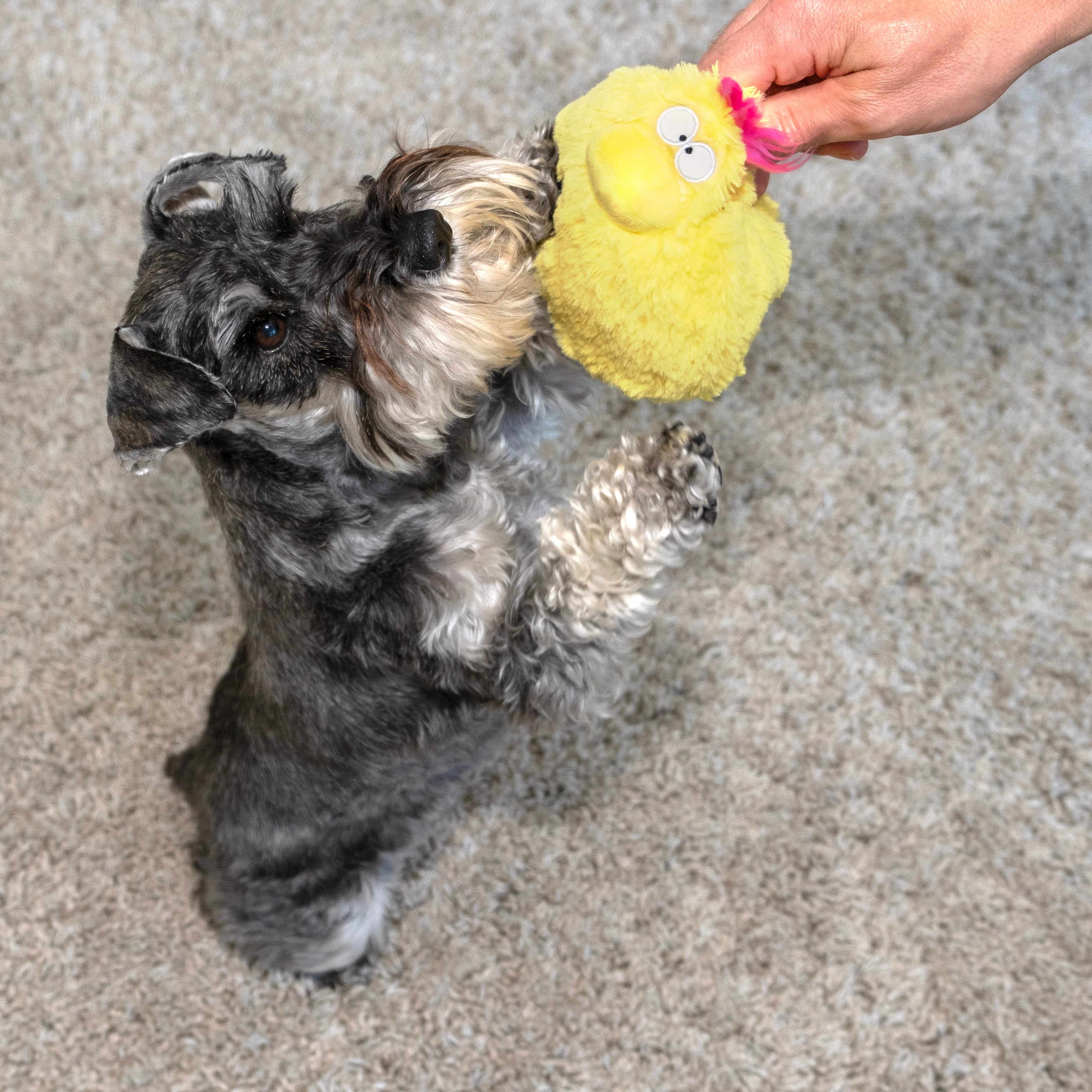 Bundle -  Quacker Jack (Small Duck) - Image 12