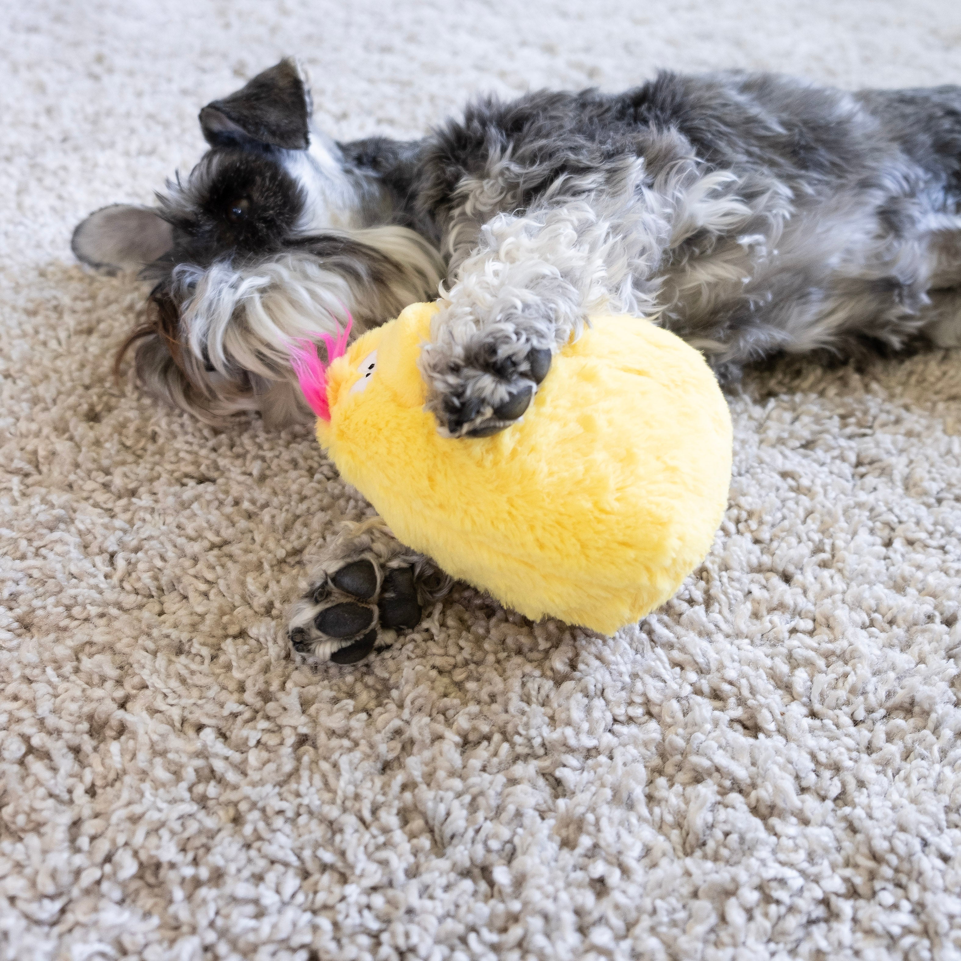 Bundle -  Quacker Jack (Small Duck) - Image 13