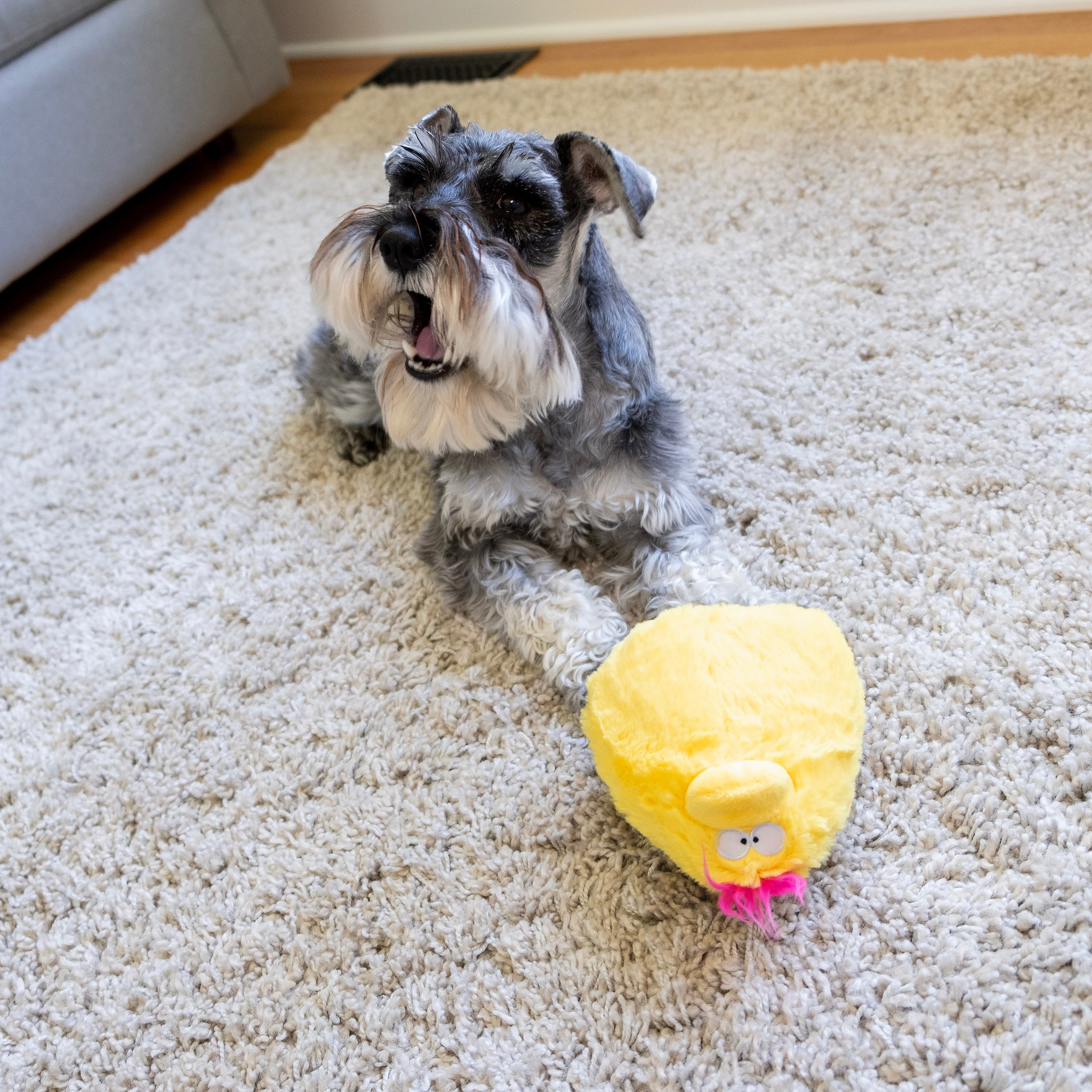 Bundle -  Quacker Jack (Small Duck) - Image 14