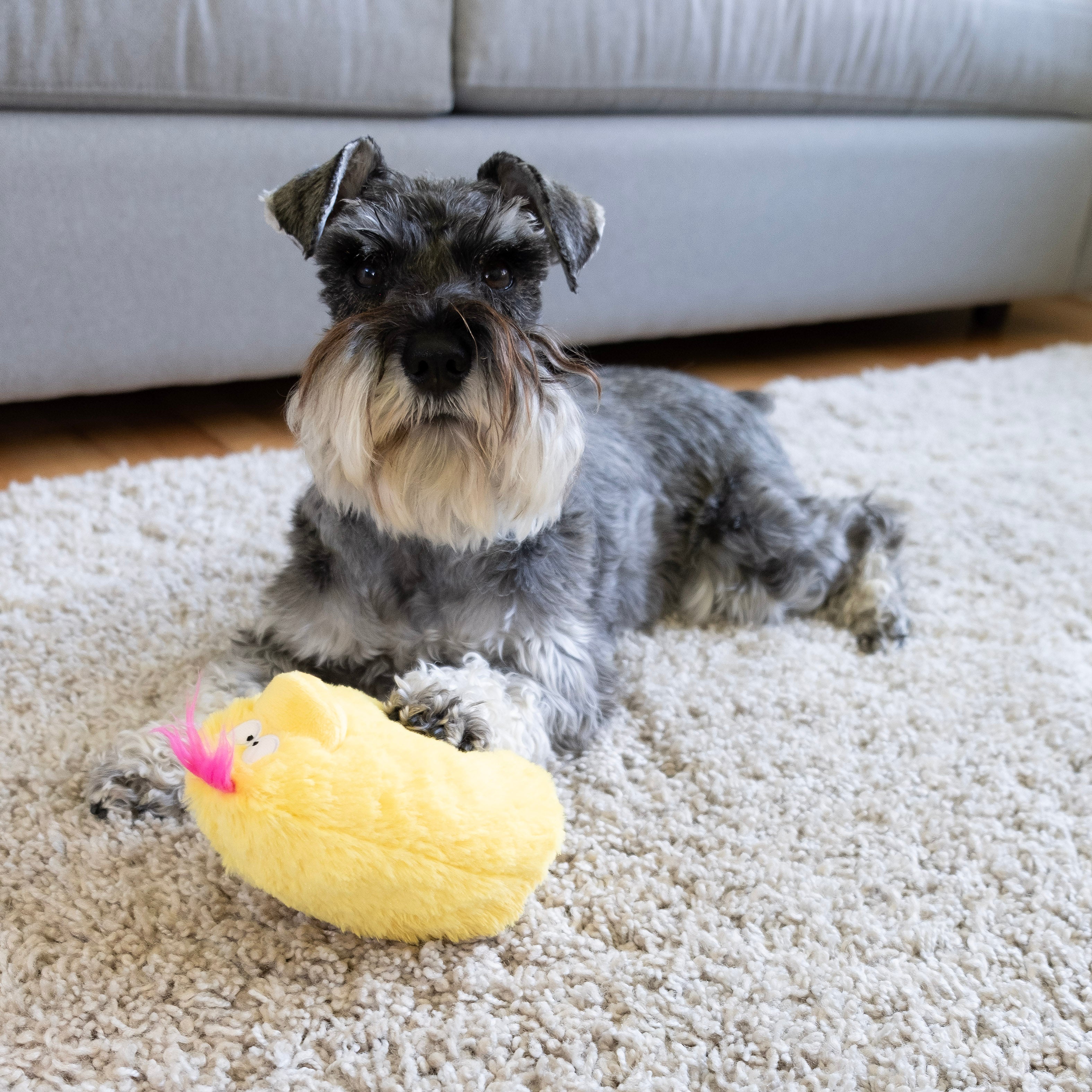 Bundle -  Quacker Jack (Small Duck) - Image 15