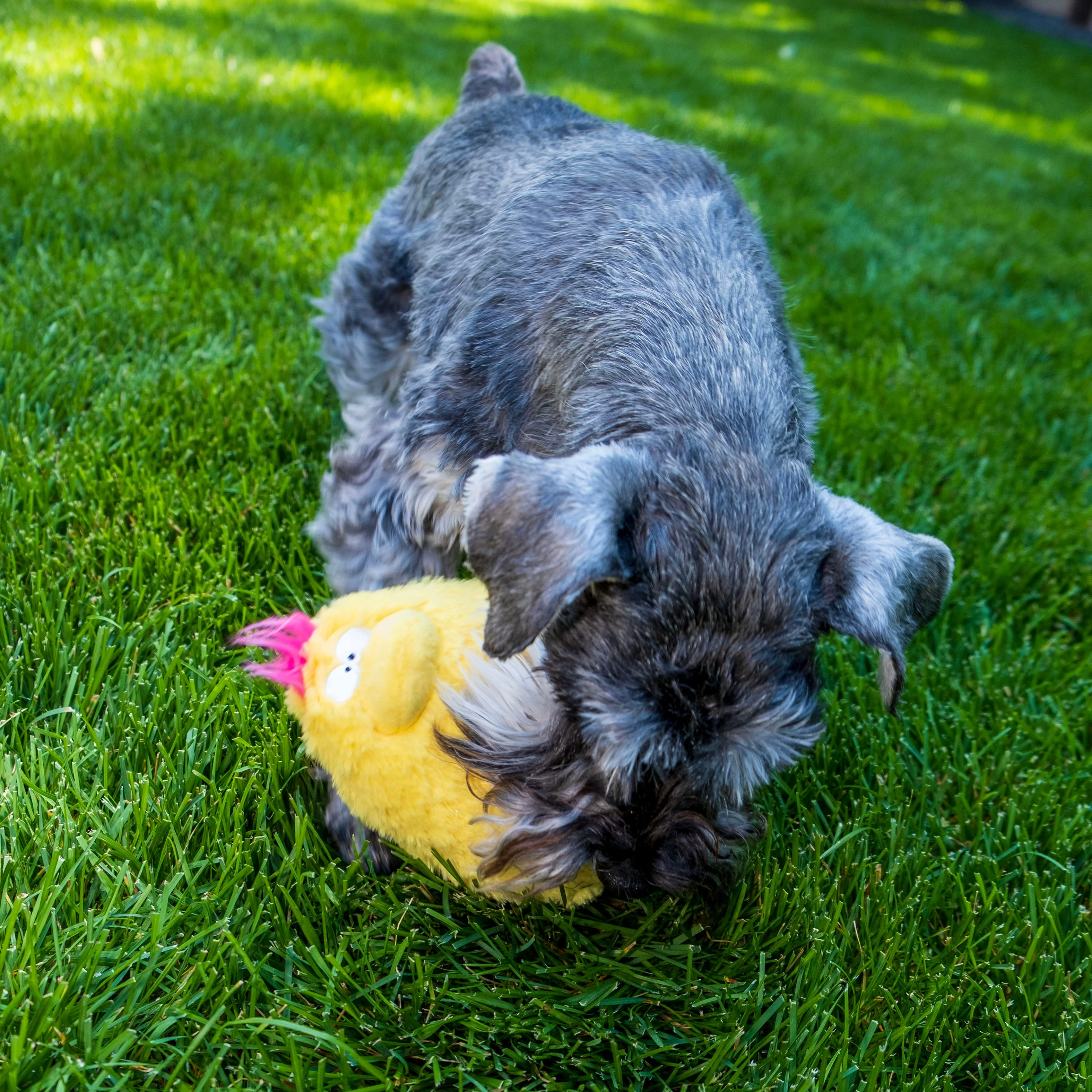Bundle -  Quacker Jack (Small Duck) - Image 8
