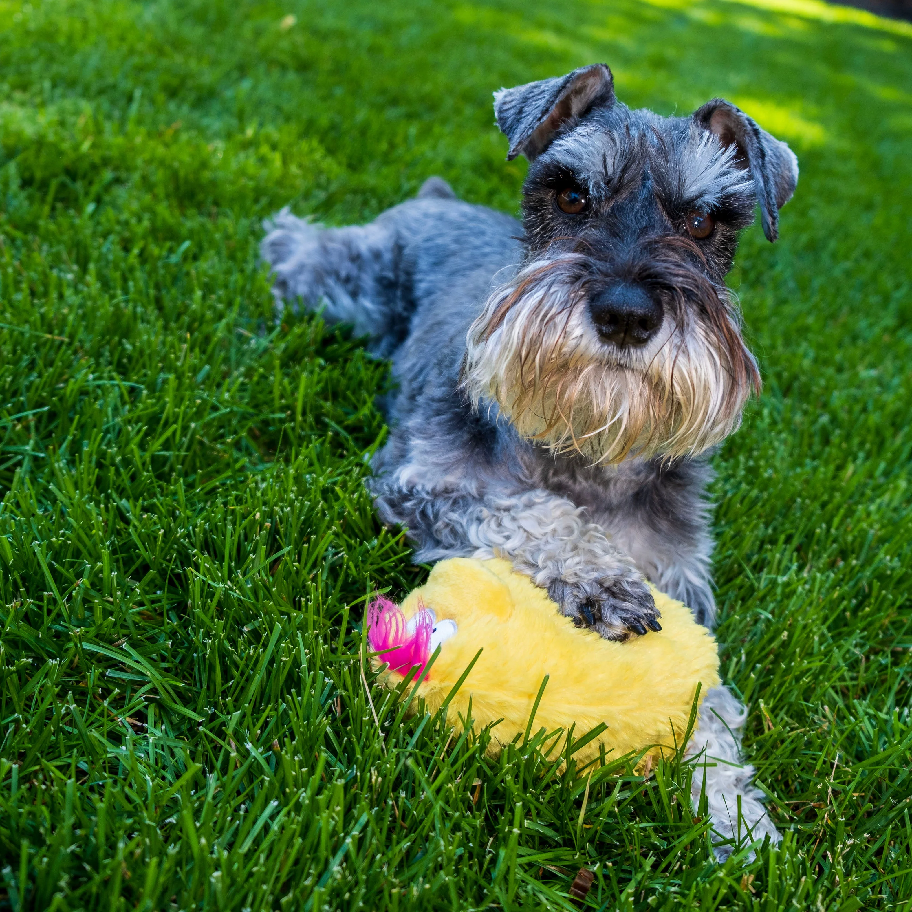 Bundle -  Quacker Jack (Small Duck) - Image 9