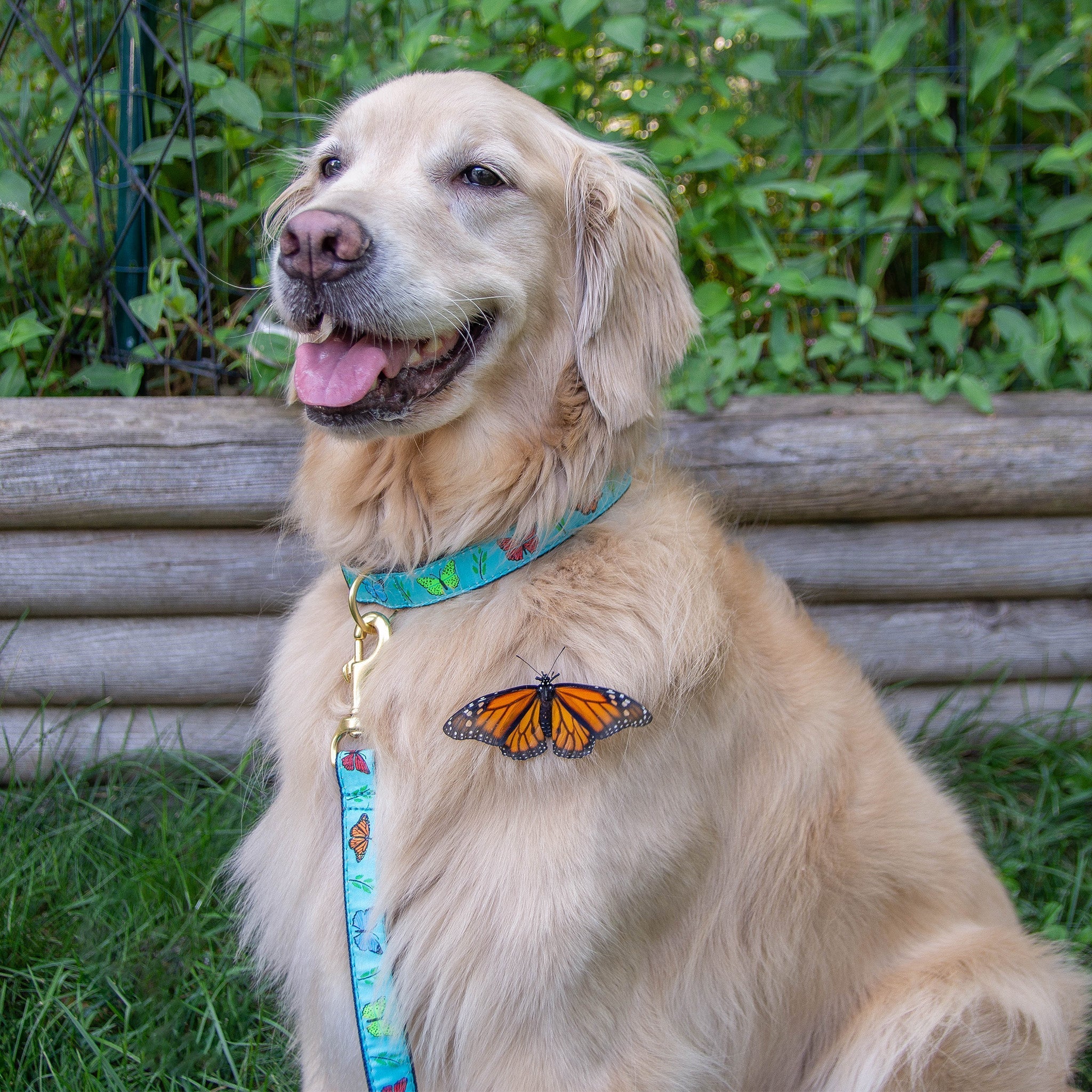 Up Country Butterfly Effect Cast Brass Dog Collar - Image 3