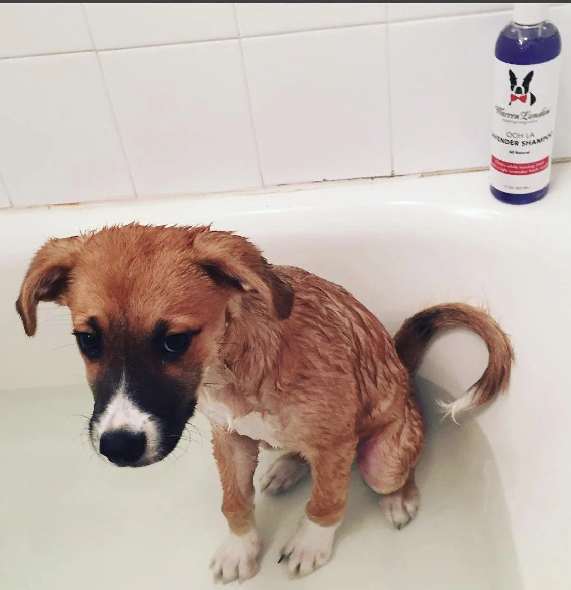Calming Lavender Dog Shampoo w/Aloe Vera & Essential Oils - Image 7