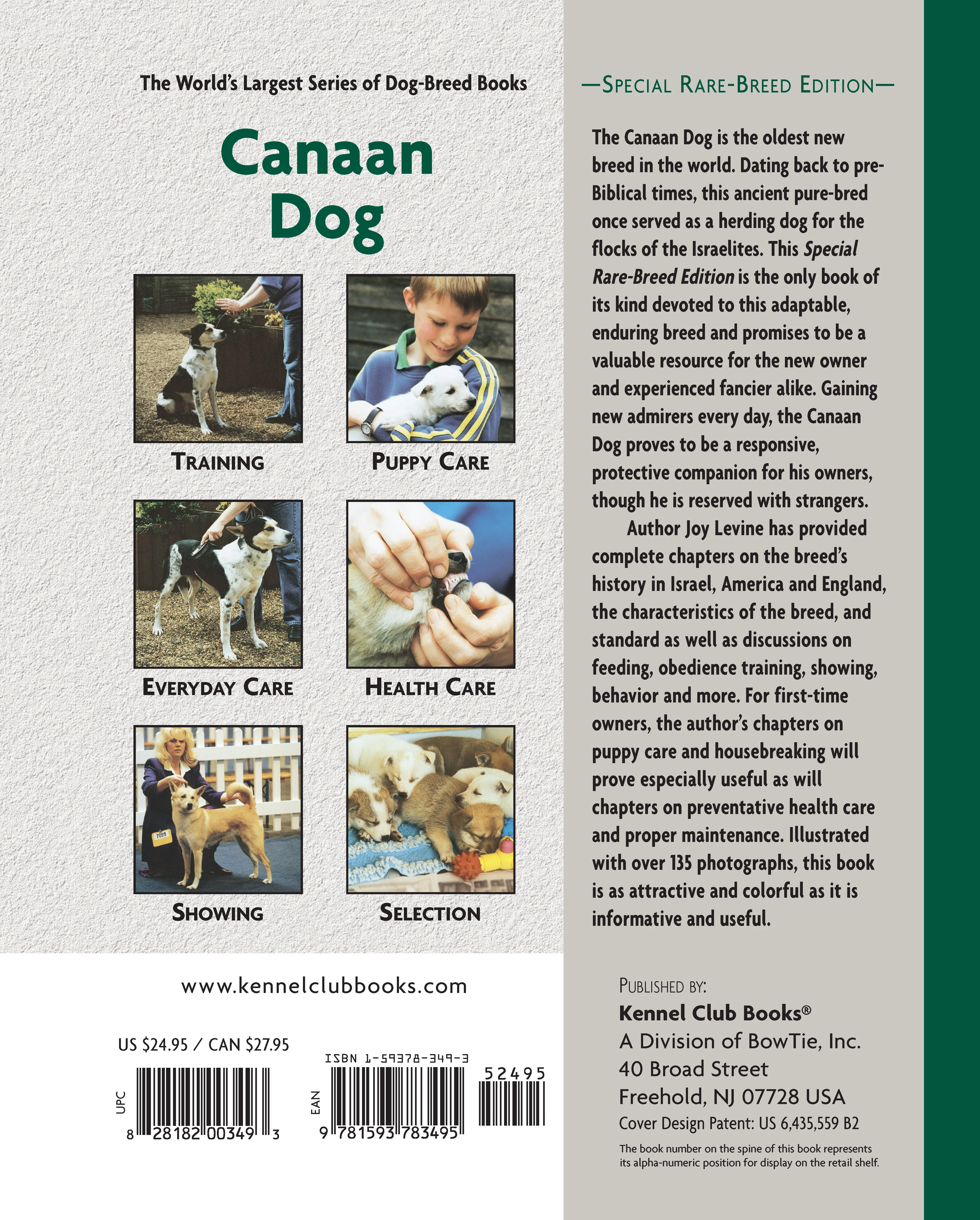 Canaan Dog - Image 2