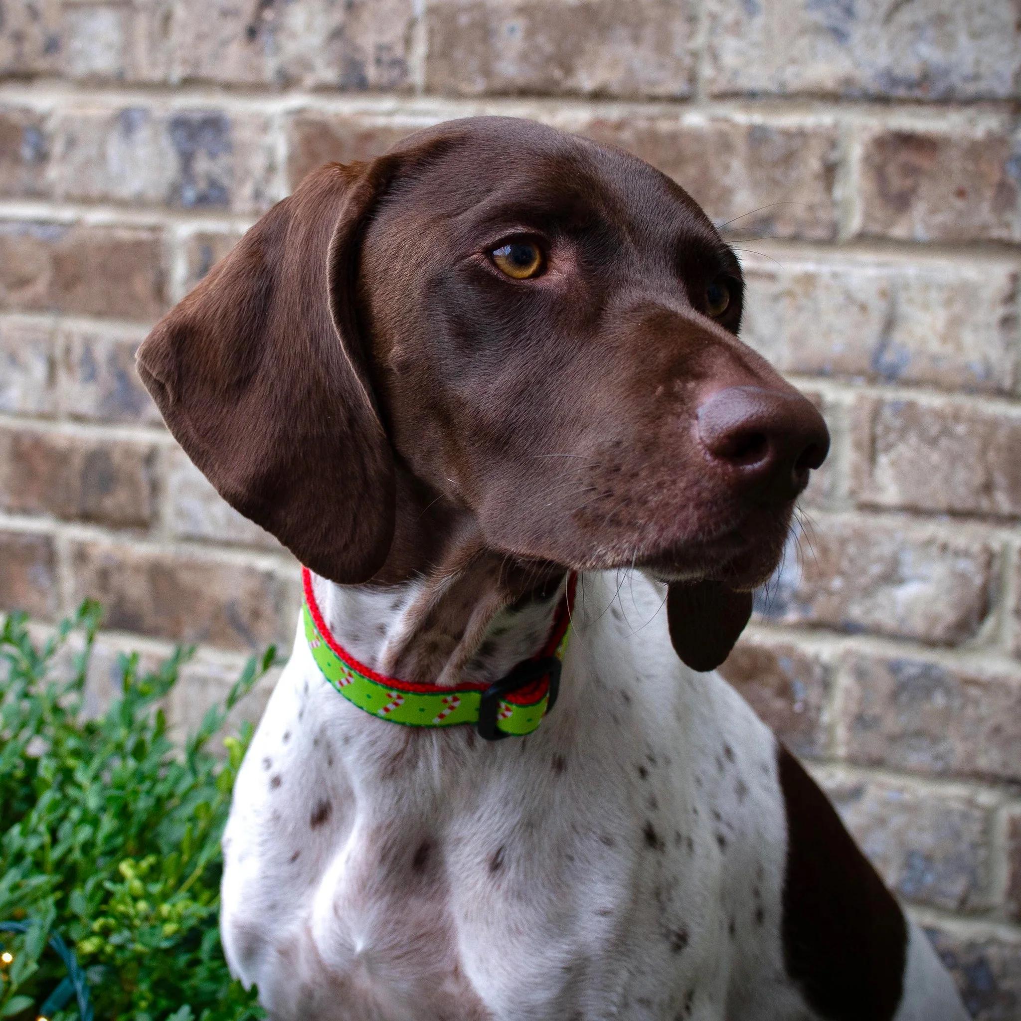 Up Country Candy Cane Cast Brass Dog Collar - Image 2