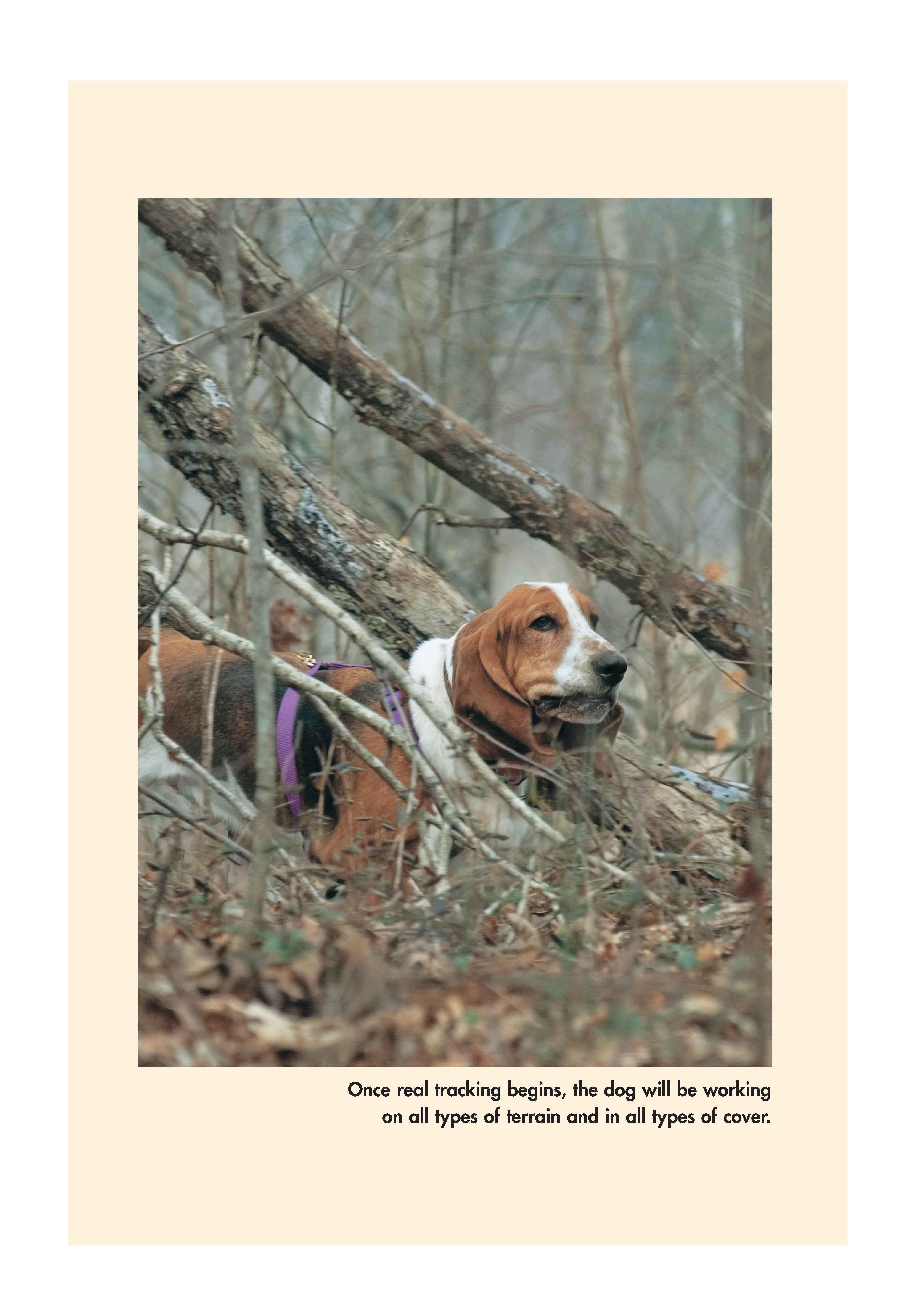 Canine Tracking Guide - Image 6