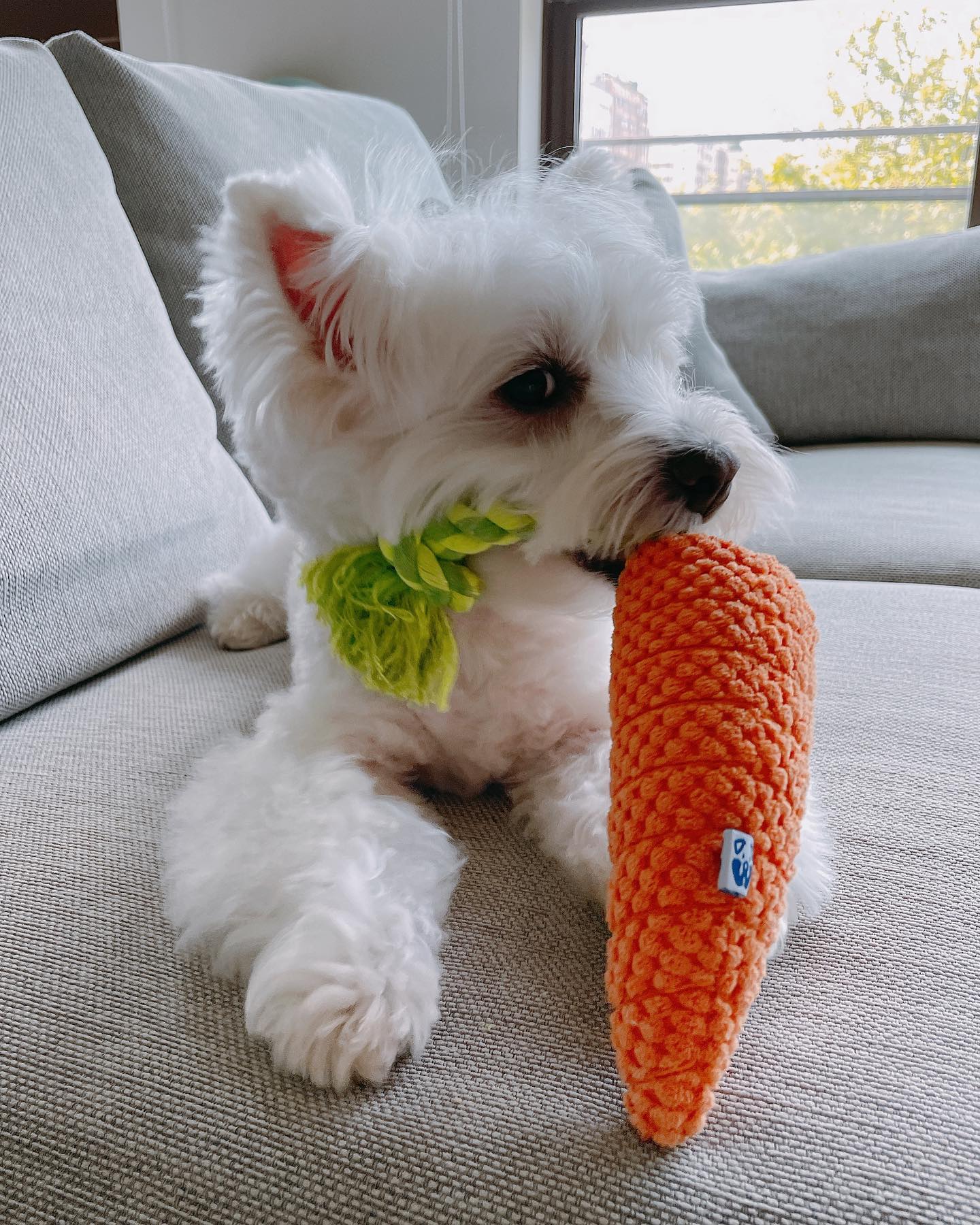 Pet Toy: CARROT TUG ROPE INTERACTIVE DOG TOY - Image 7