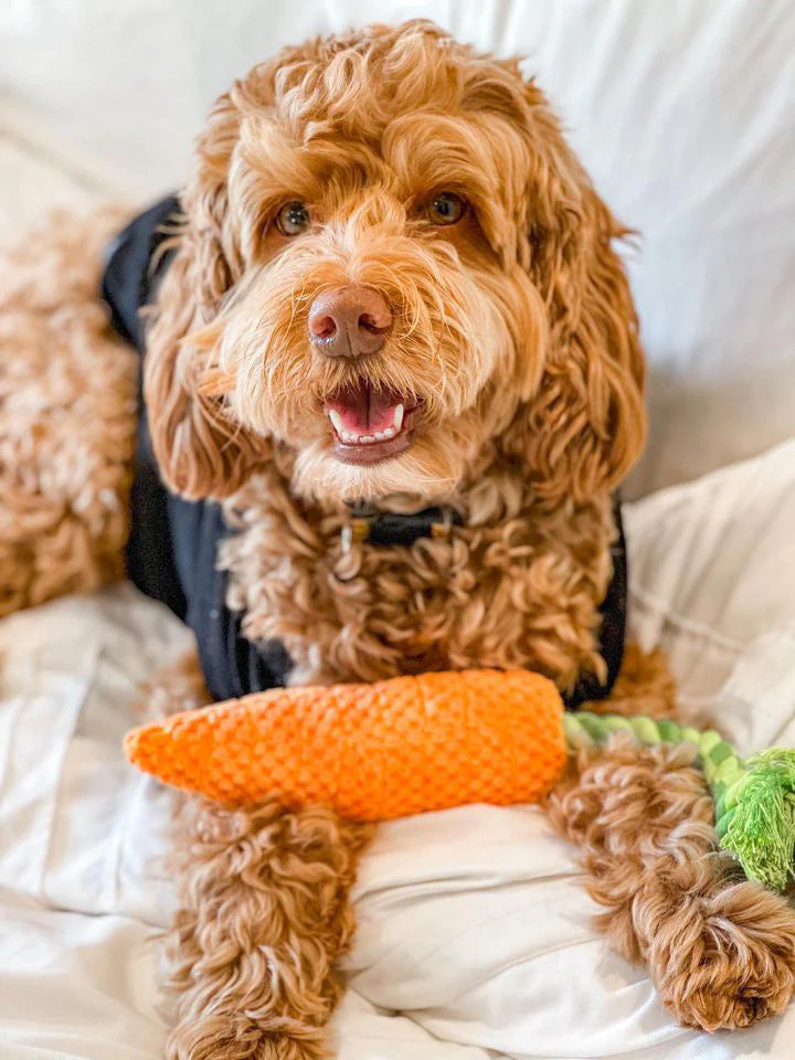 Pet Toy: CARROT TUG ROPE INTERACTIVE DOG TOY - Image 8