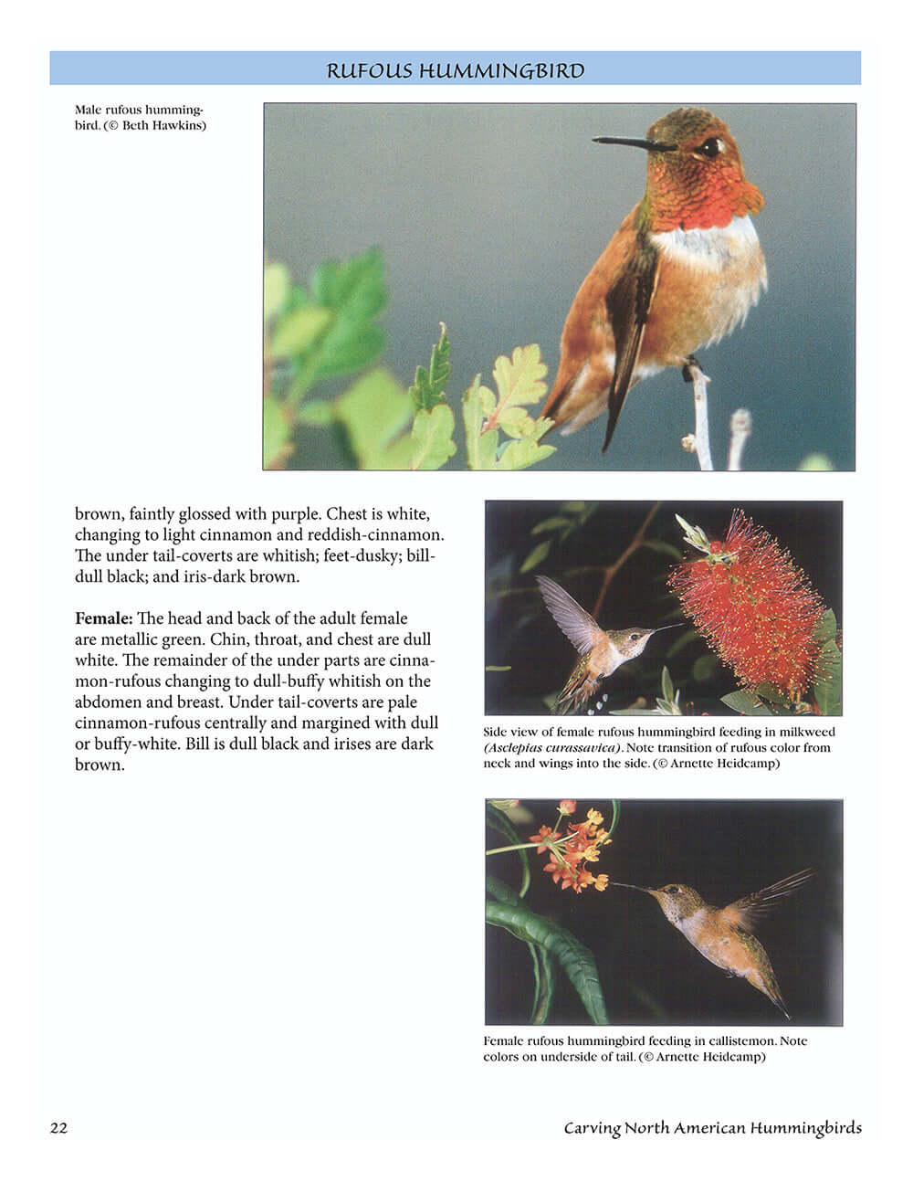 Carving North American Hummingbirds & Their Habitat - Image 2