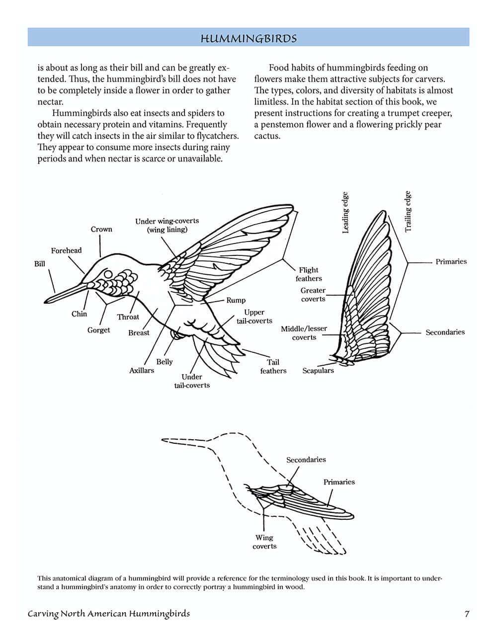 Carving North American Hummingbirds & Their Habitat - Image 3