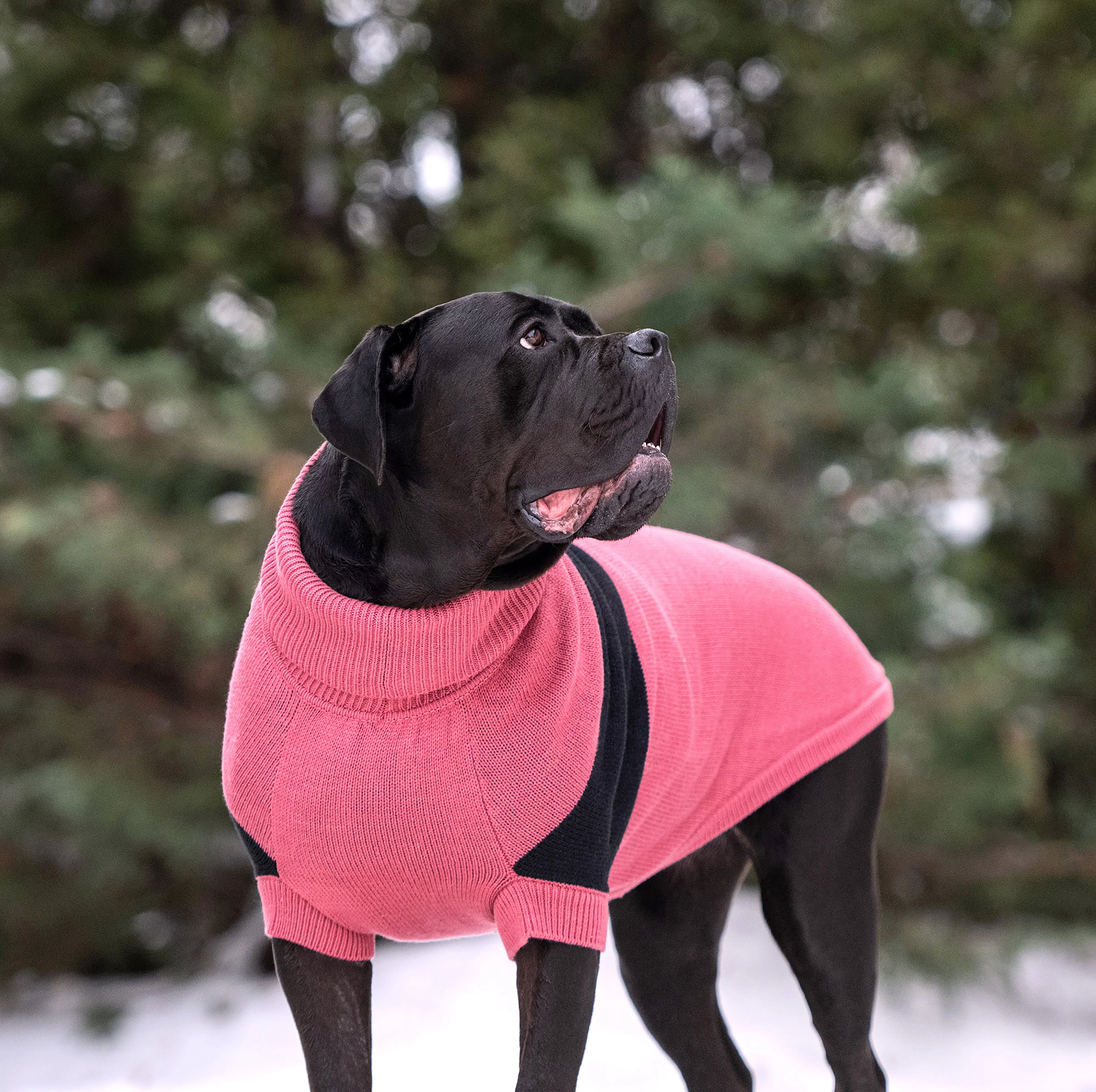 GF Pet.us fabric Dog Sweater - multicolor-3/XS - Image 6