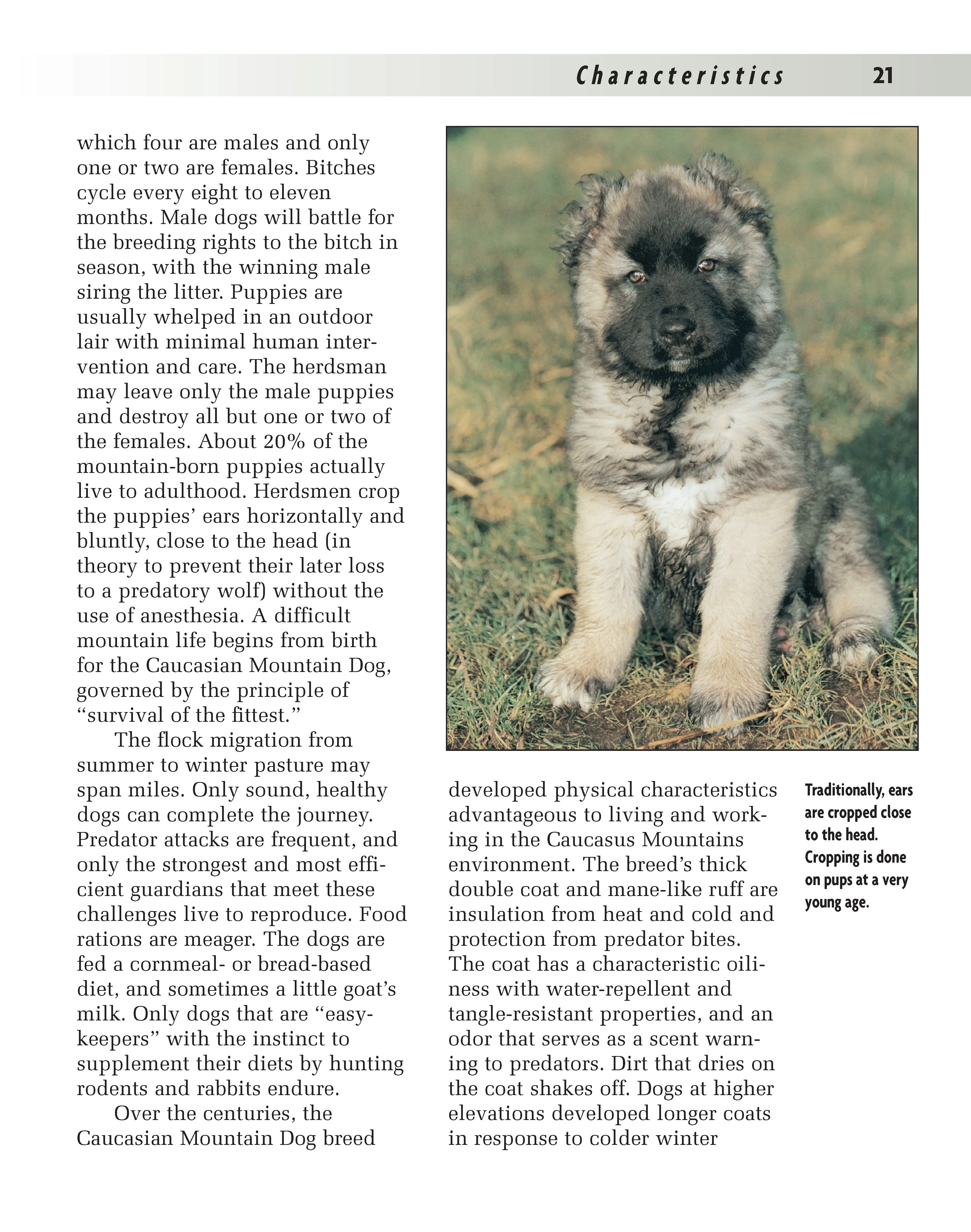 Caucasian Mountain Dog - Image 6