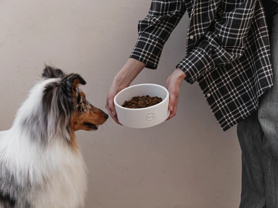 Ceramic Pet Bowl - Image 32