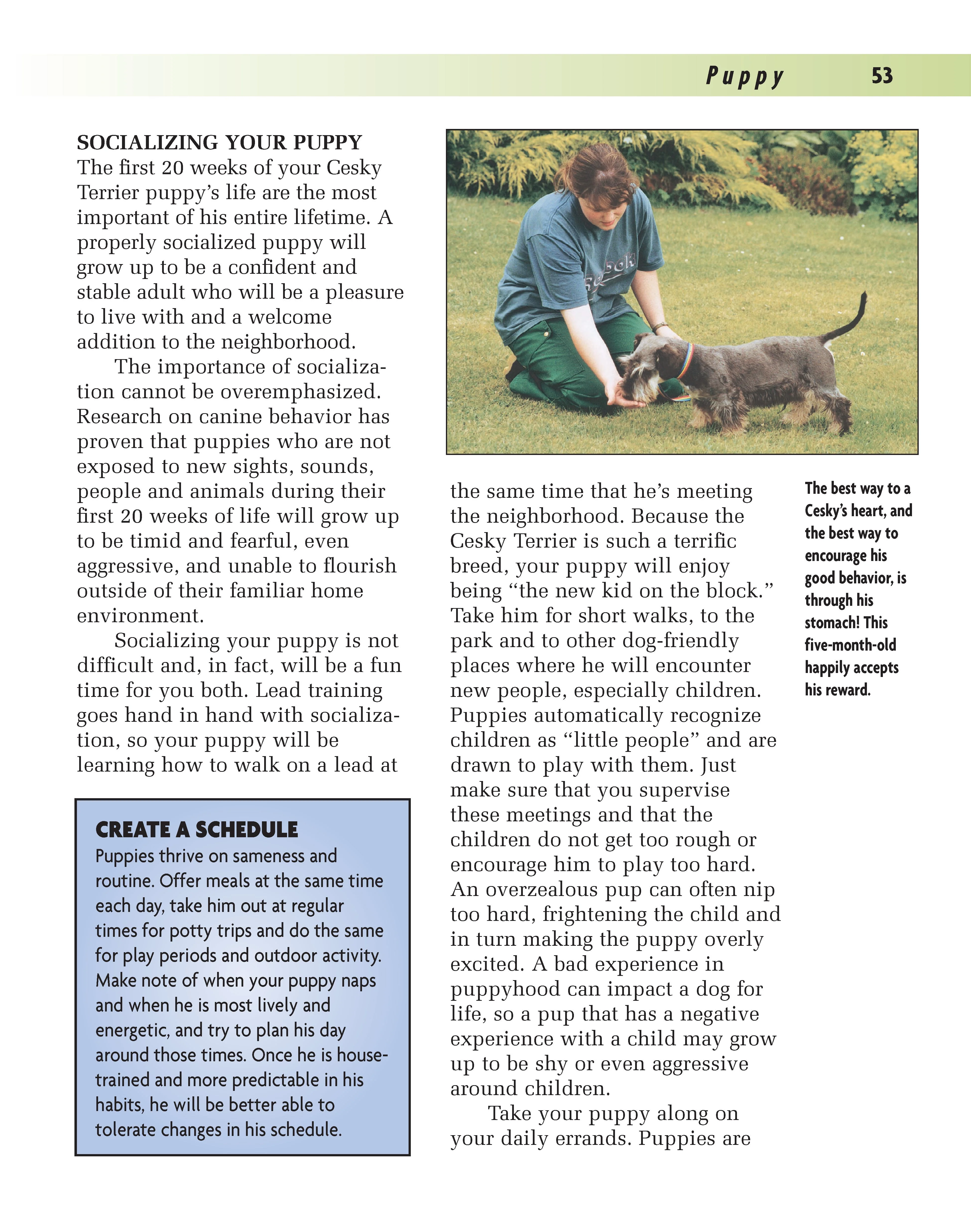 Cesky Terrier - Image 3