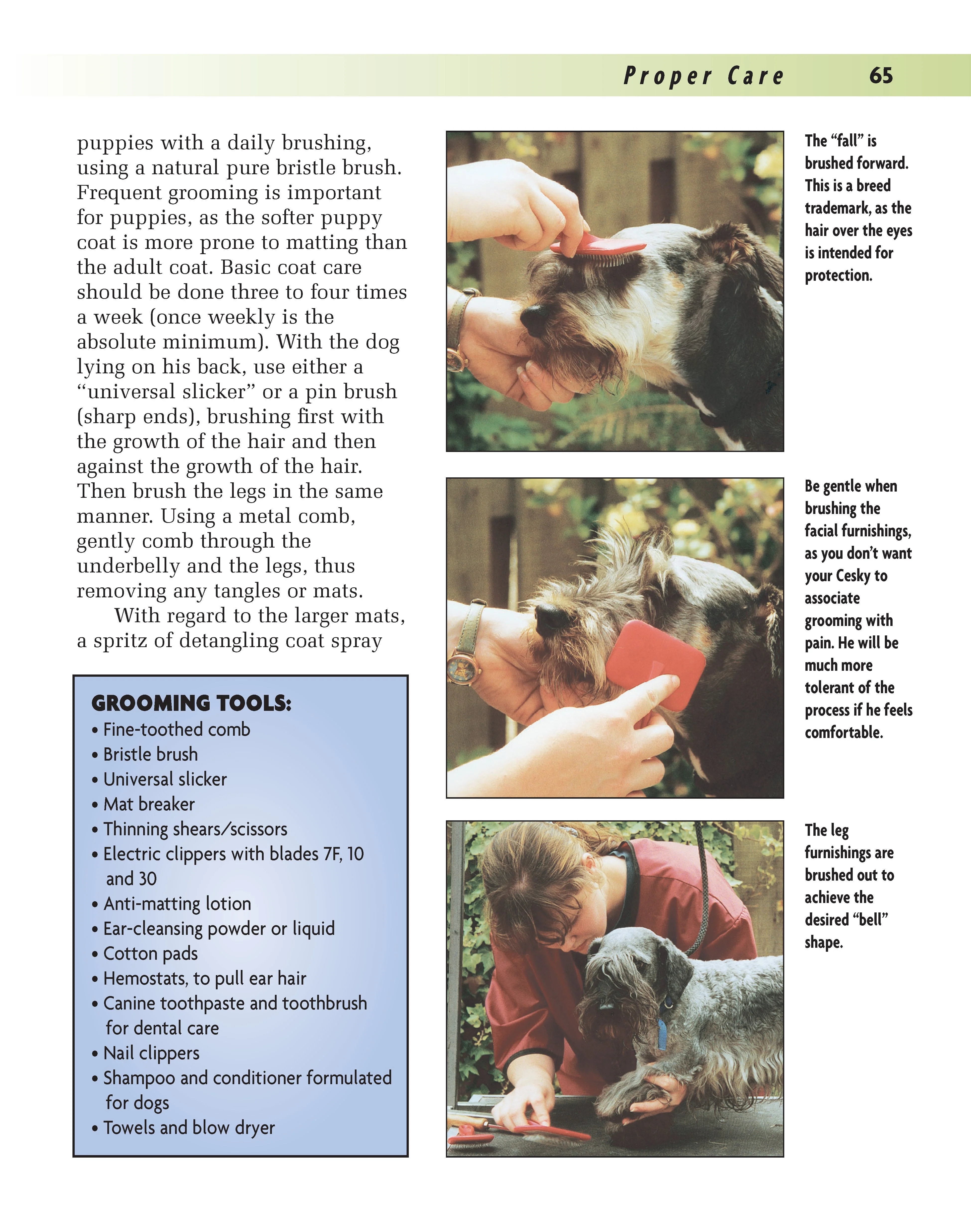 Cesky Terrier - Image 5