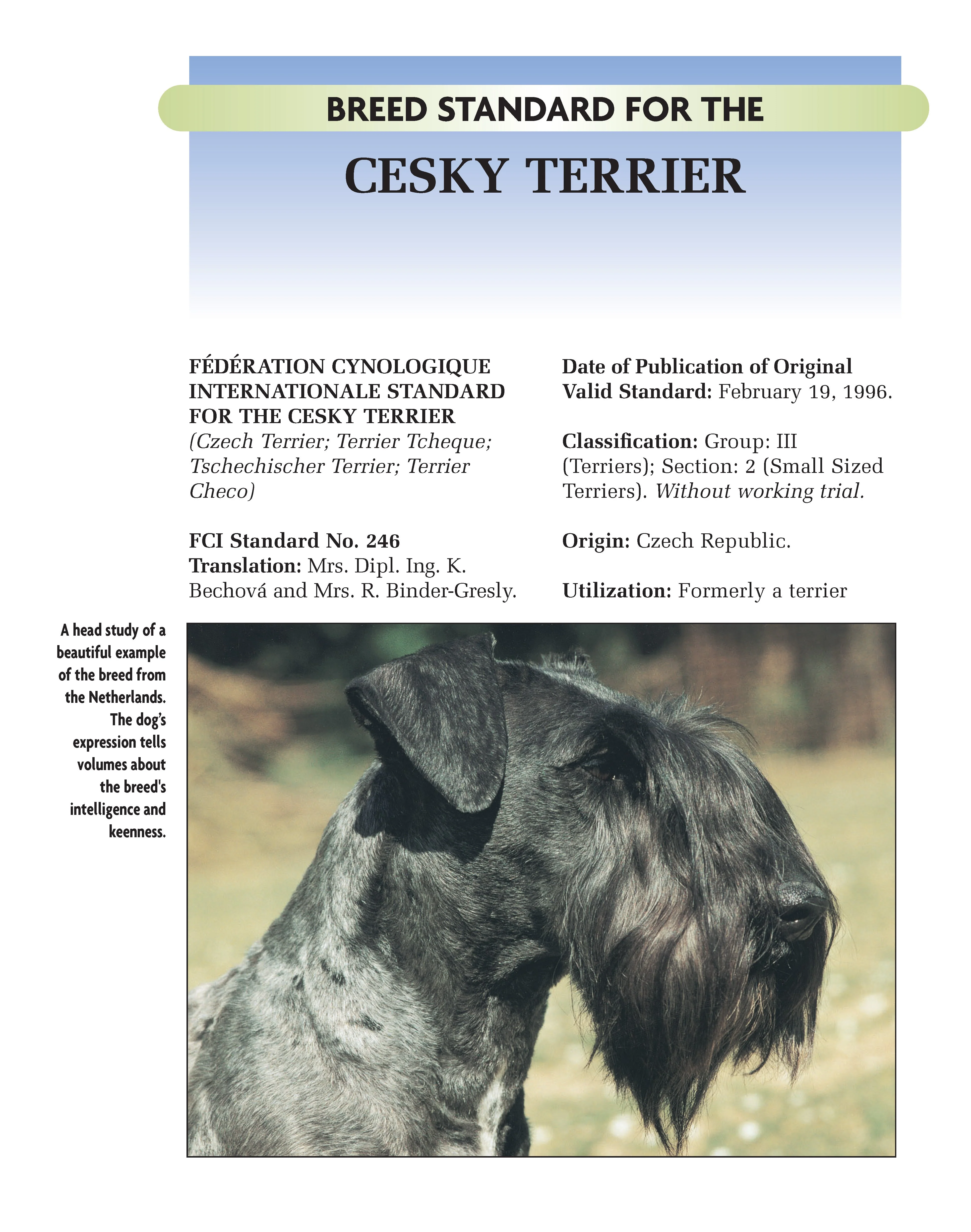 Cesky Terrier - Image 6