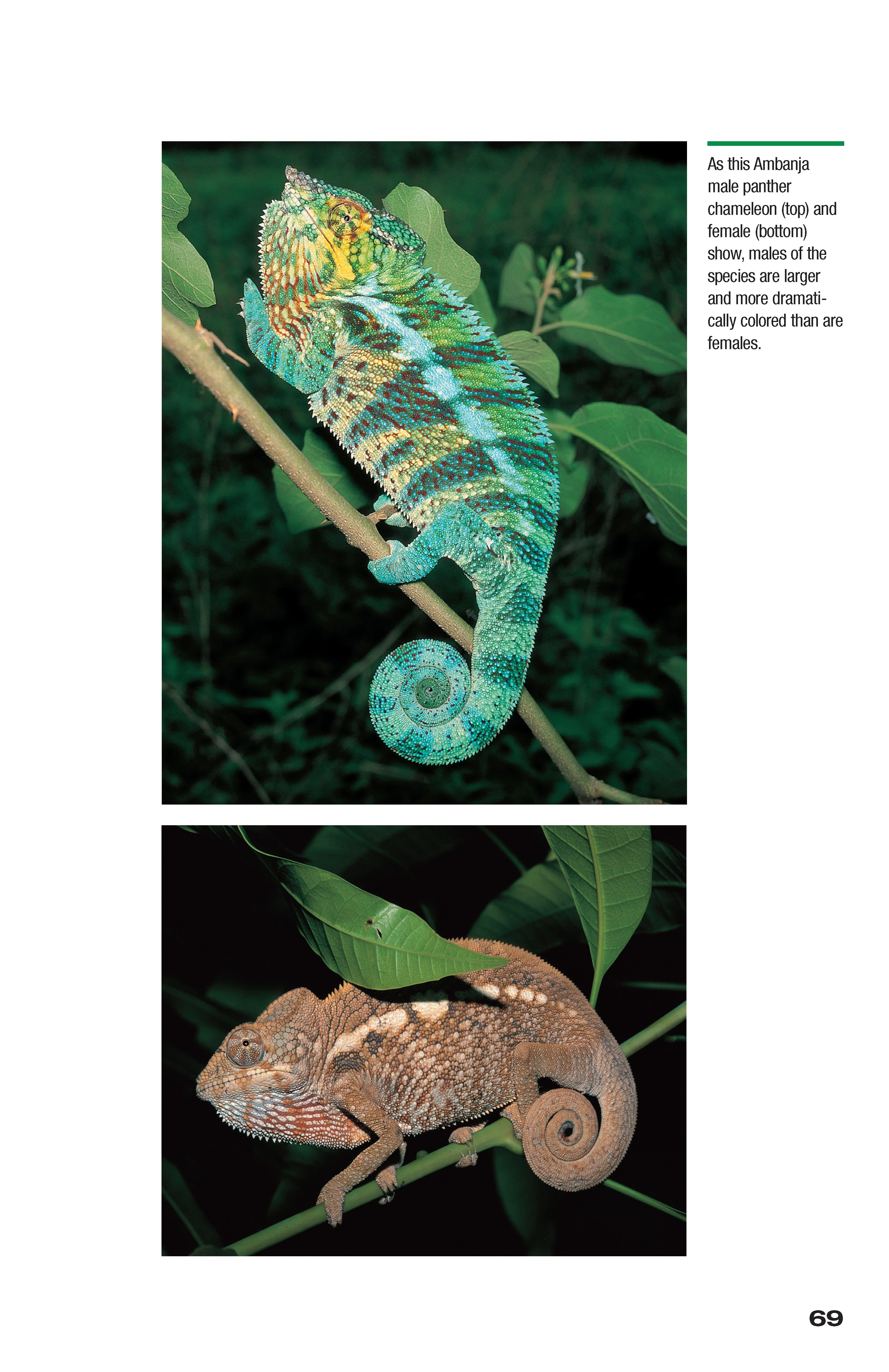 Chameleons - Image 6