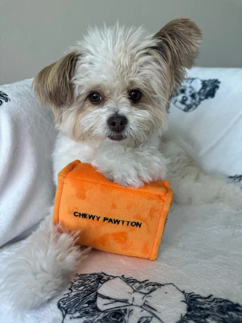 Pet Toy: CHEWY PAWTTON PLUSH DOG TOY - Image 4