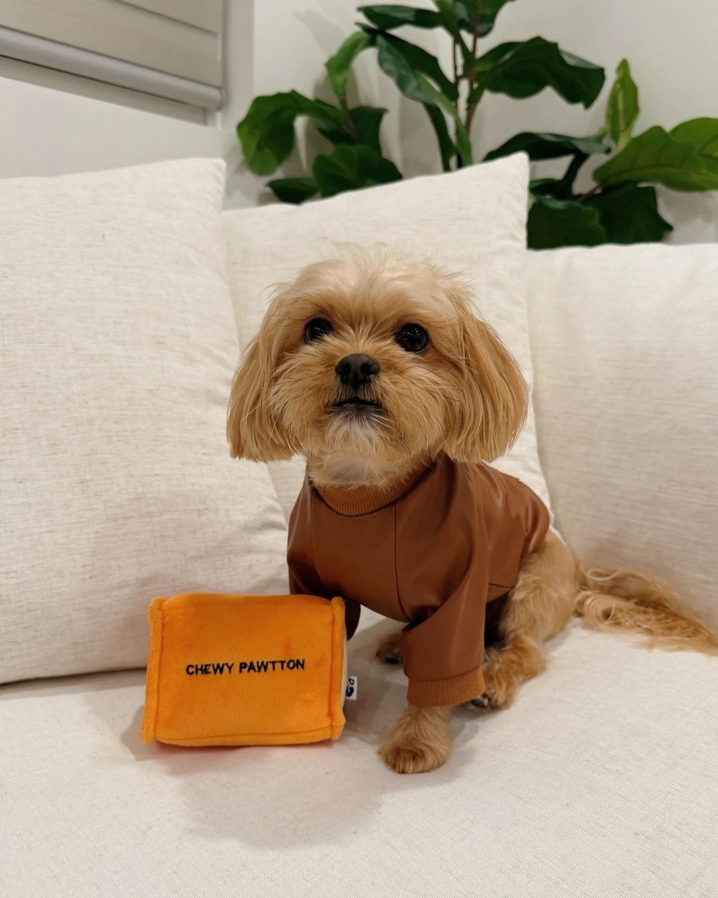 Pet Toy: CHEWY PAWTTON PLUSH DOG TOY - Image 7