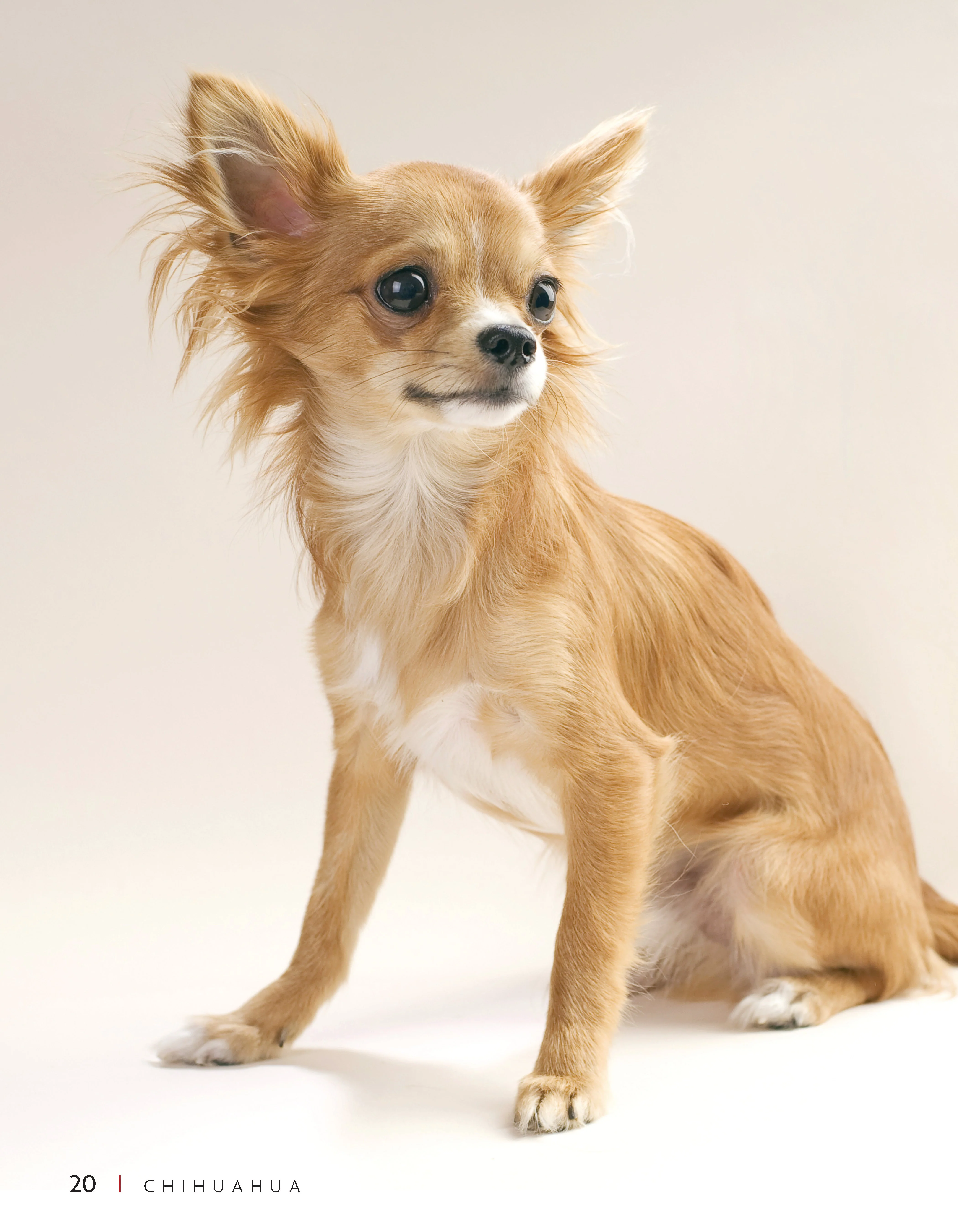 Chihuahua - Image 2