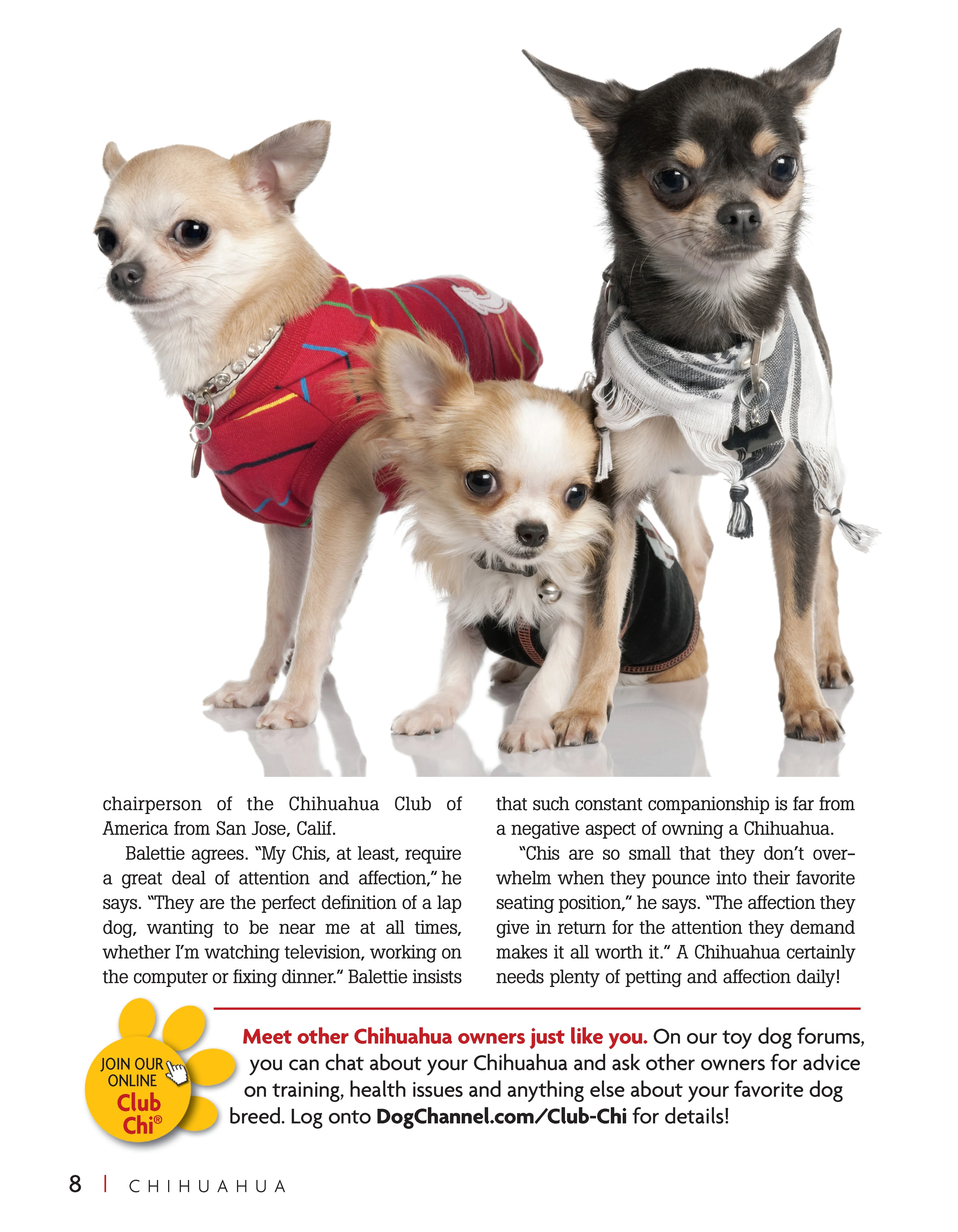 Chihuahua - Image 4