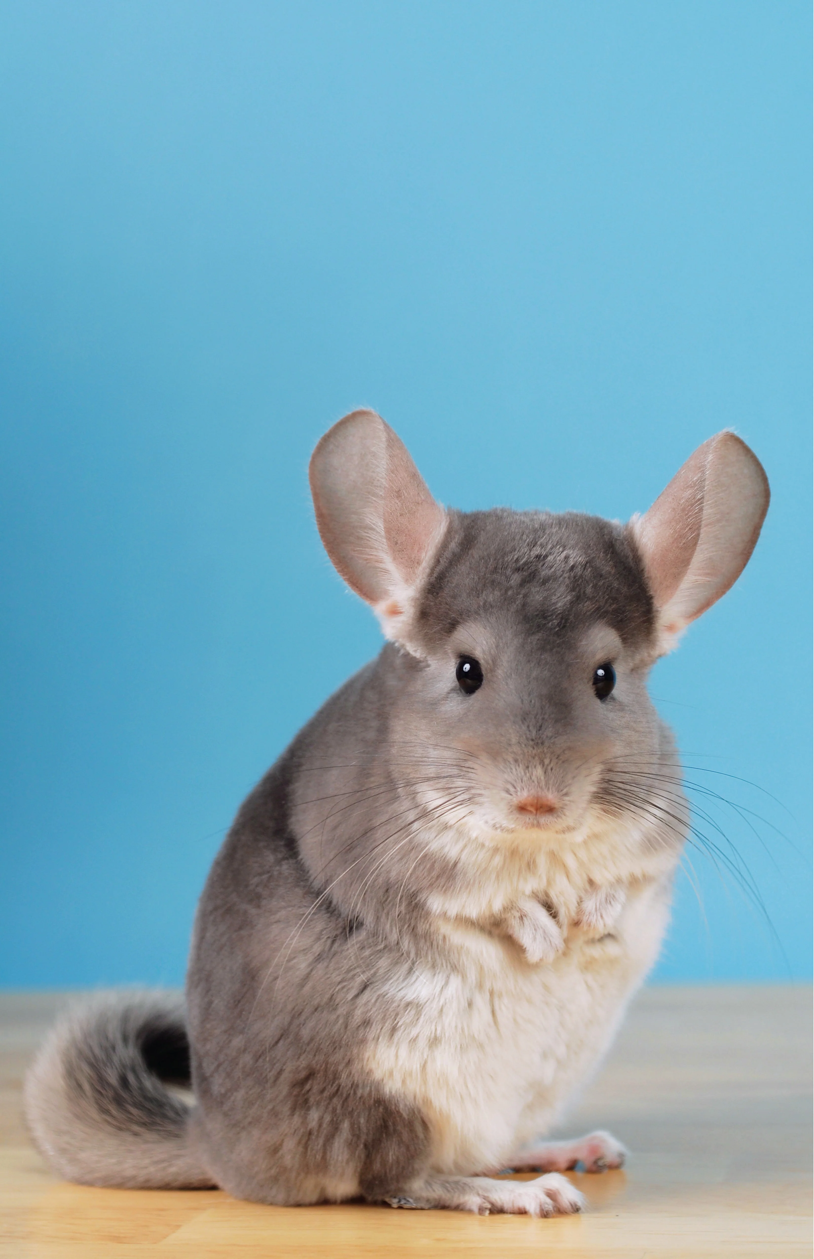 Chinchillas - Image 2