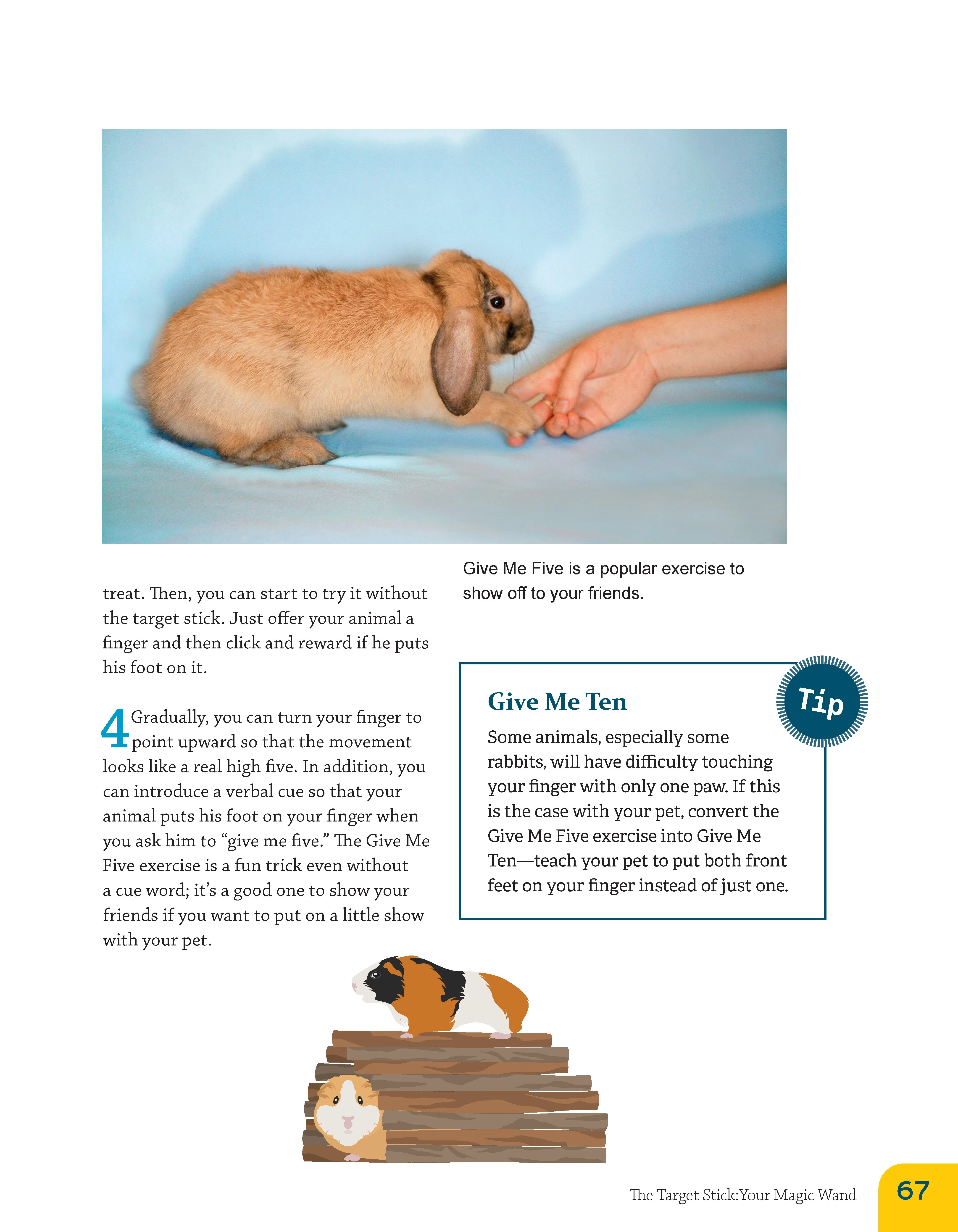 Clicker Training for Rabbits, Guinea Pigs, and Other Small Pets - Image 3