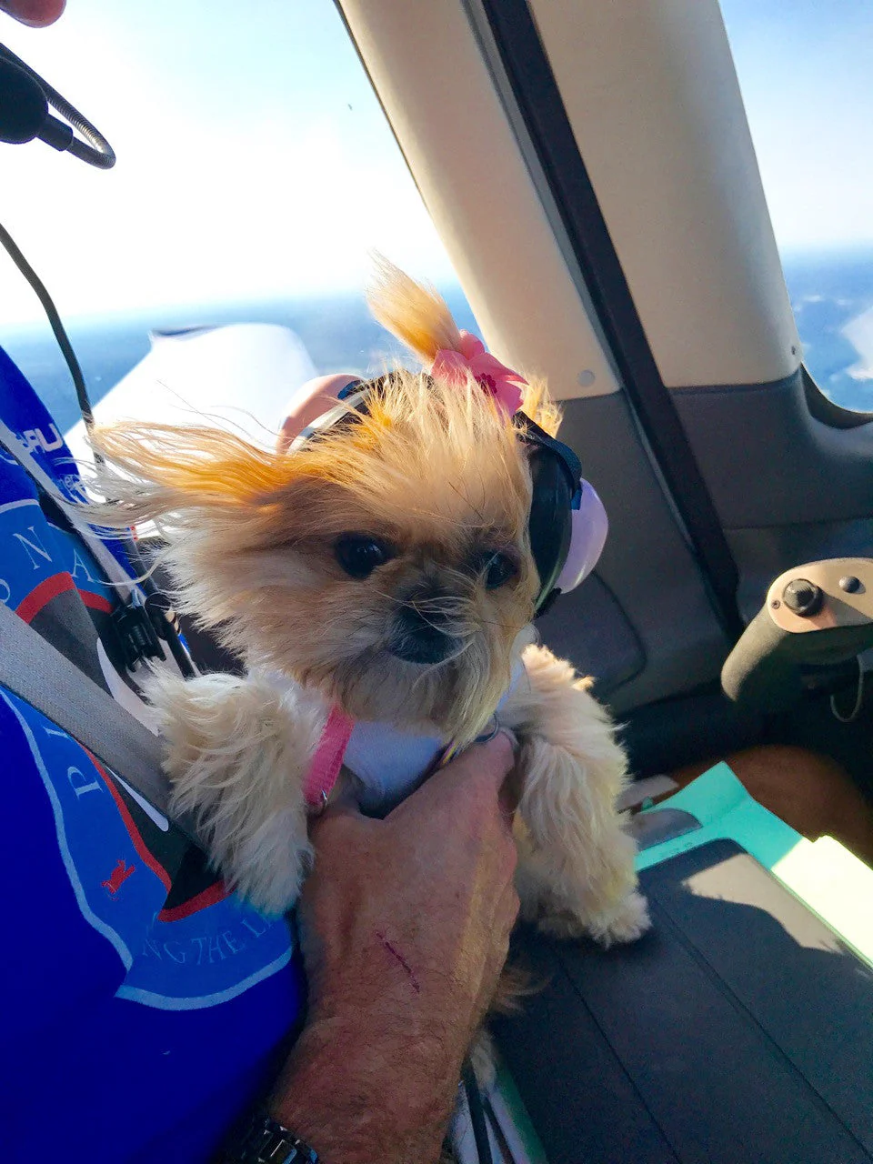 Co-Pilot Airplane (black) - Dog Tank - Image 2