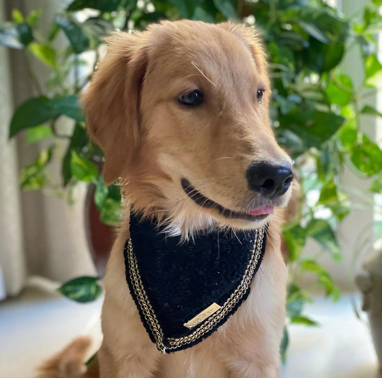 Coco Runway: Dur à Cuire Bandana - Image 7