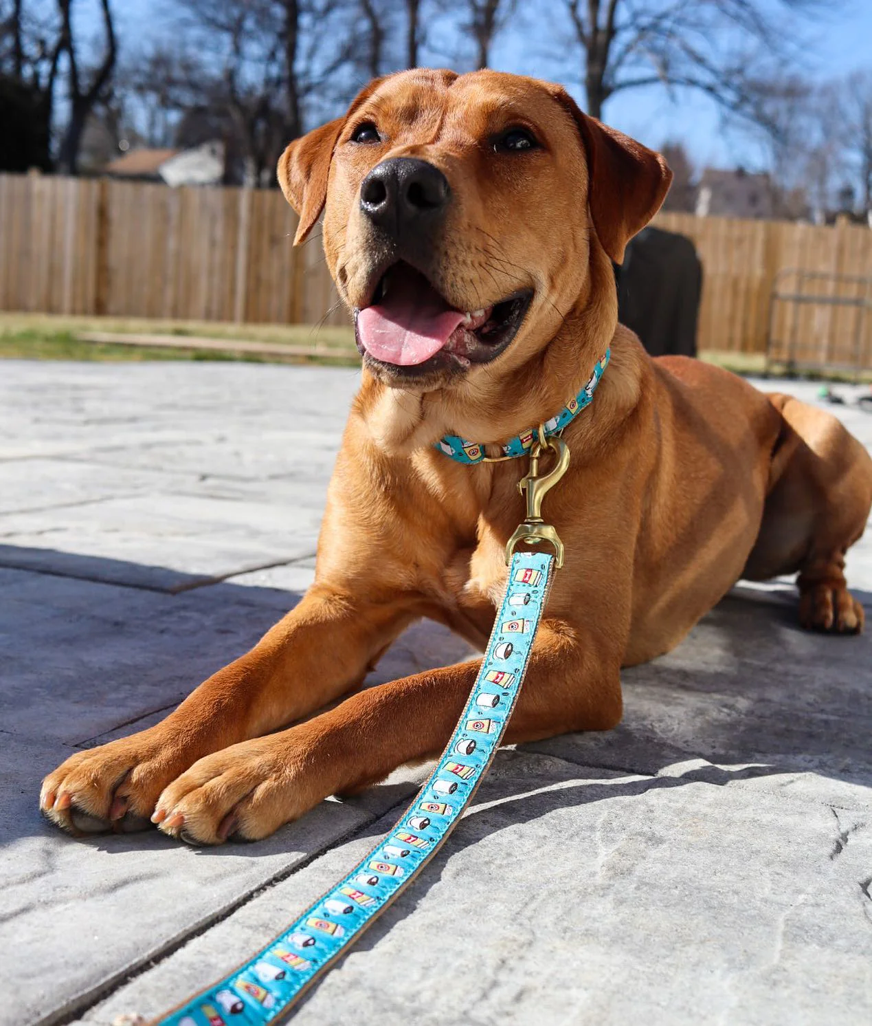 Up Country Coffee Nut Cast Brass Dog Leash - Image 3