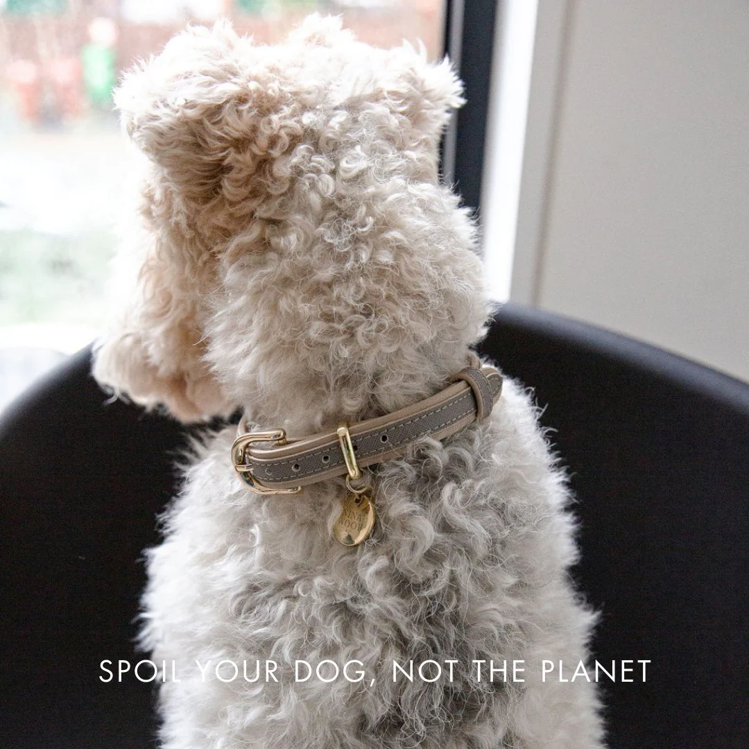 Collar - Vegan Leather - London - Image 7