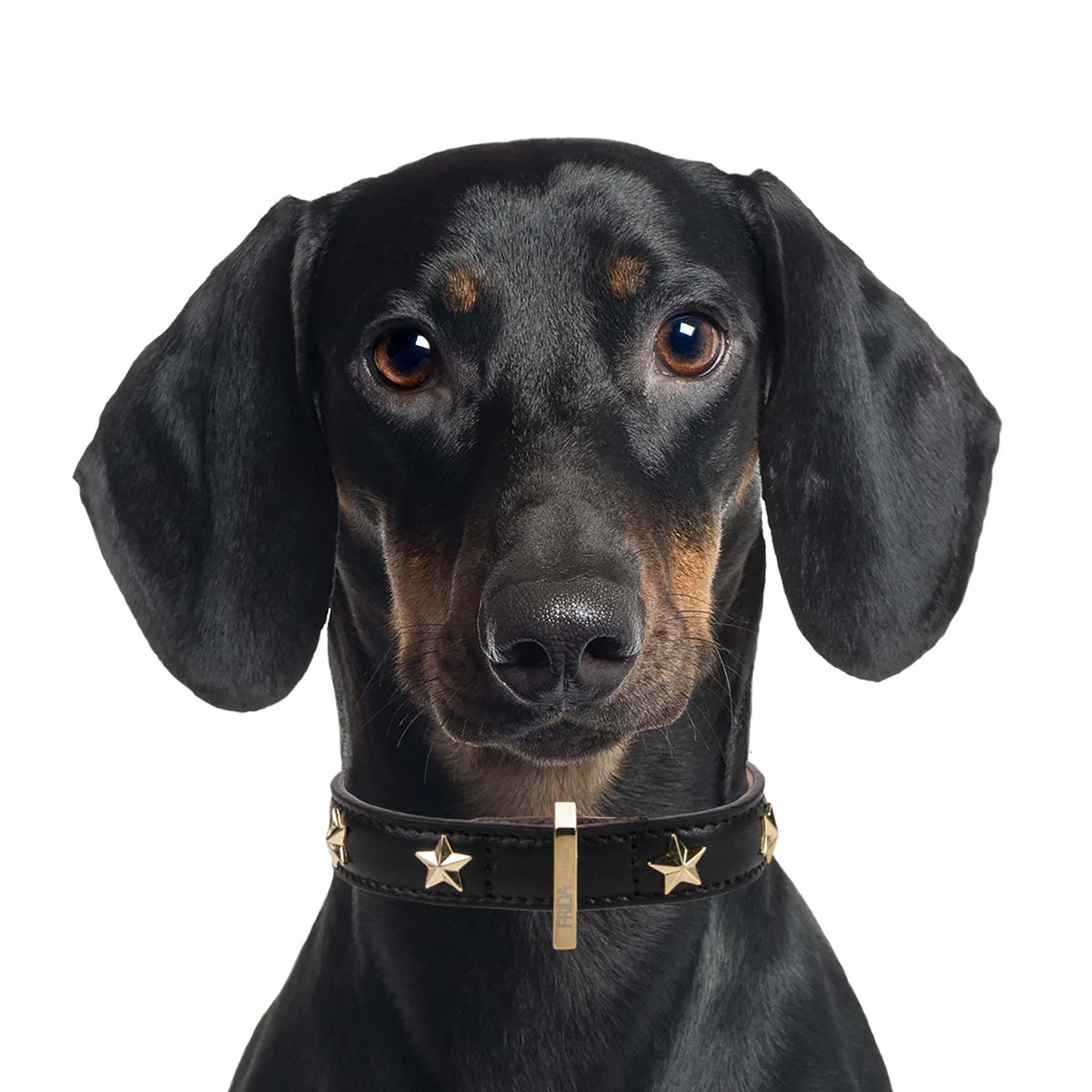 Leather Dog Collar in Black - Stud Star, Made in Italy - Image 3